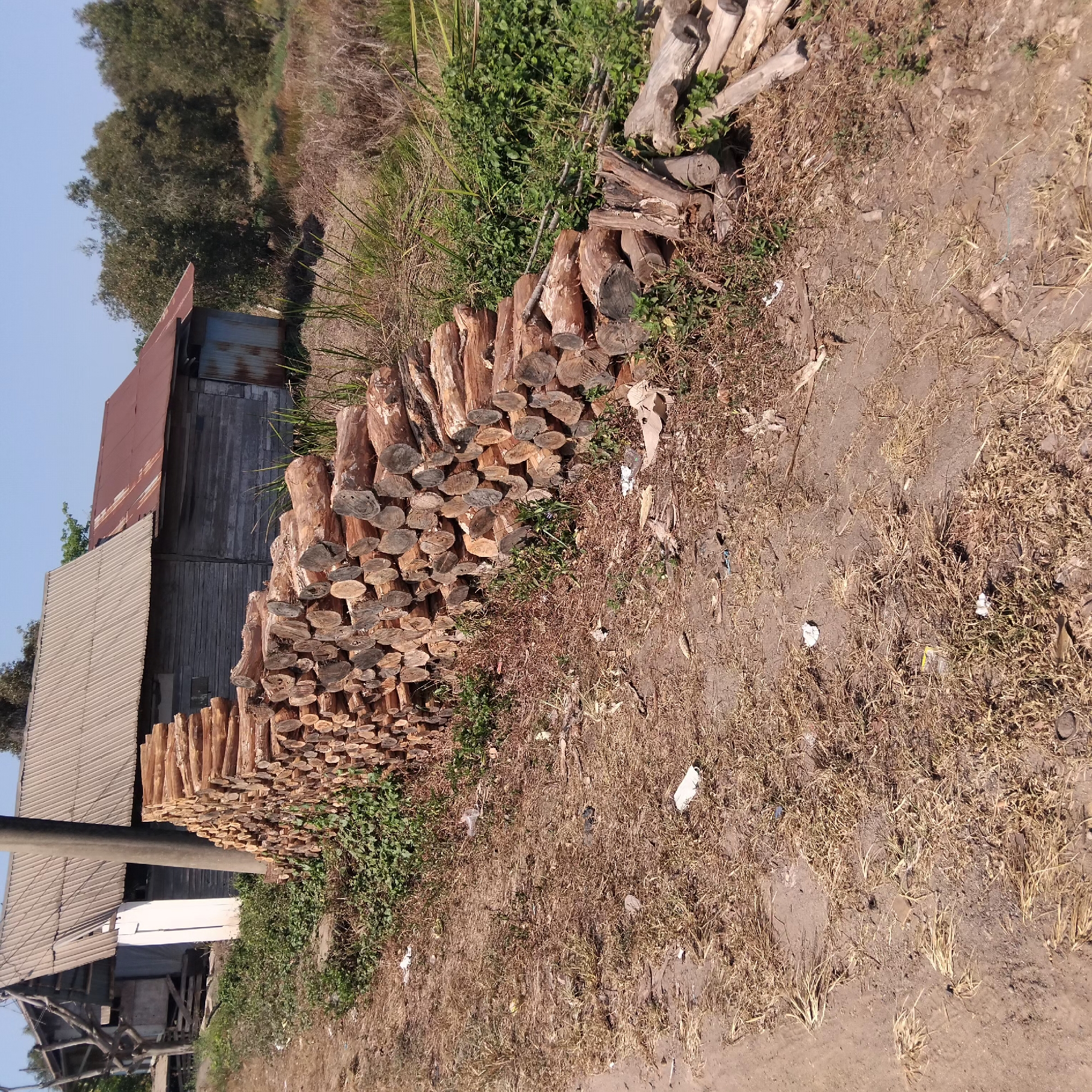 A large pile of cut logs is stacked against a row of aging wooden buildings. The logs are various sizes and have been cut to lengths of approximately one to two feet. They are stacked in a dense, organized manner, forming a wall. The buildings appear to be simple structures with corrugated metal roofs, one of which is rusted. One building has weathered wooden siding, while another has some corrugated metal siding. A tall, grey utility pole stands near the center of the image, partially obscuring the buildings.
The ground in the foreground is dry and covered with dead grass, dirt, and scattered debris, including some white plastic. Green foliage, including weeds and small bushes, grows around the base of the logs and in patches on the ground. In the background, a dense line of trees forms a natural boundary. The sky is clear and blue, indicating a sunny day.
The scene is likely located in an area where timber is processed or stored, possibly on the outskirts of a city or in a more rural setting. The general appearance suggests a location in Banjarbaru, Indonesia, given the architectural style of the buildings, the vegetation, and the climate.