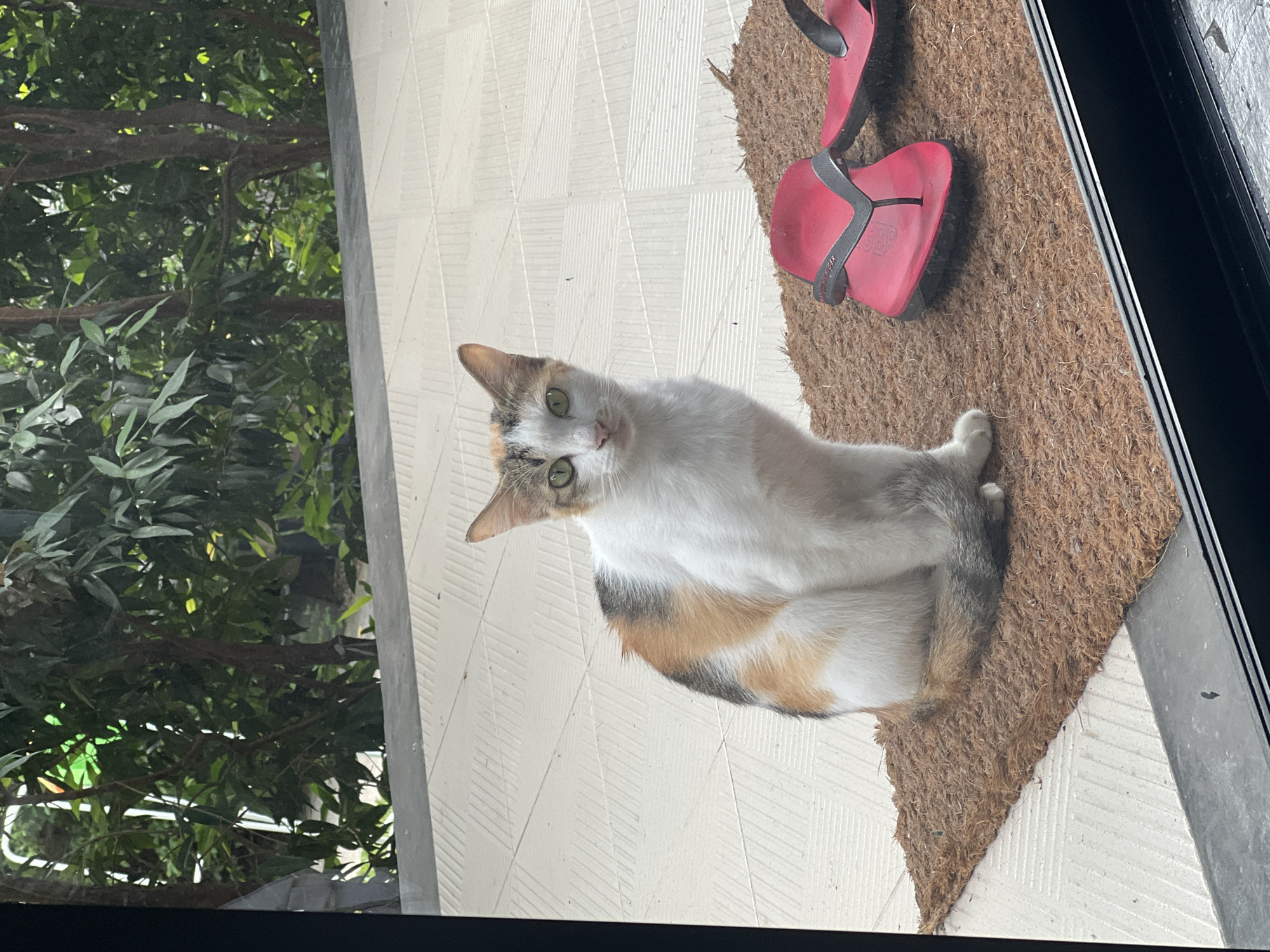 A calico cat sits on a brown doormat in front of a doorway. A pair of red sandals is partially visible on the doormat. The doorway opens to a patio area with tiled flooring. Lush green foliage is visible outside the doorway. The image appears to be taken indoors, looking out. The location is identified as บ้านบางรักษ์, Thailand.