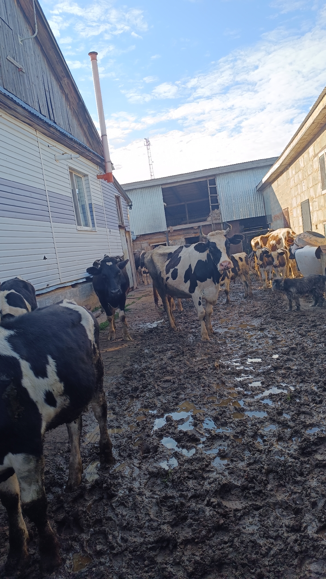 In the city of Karsha, Russia, a herd of cows stands in a muddy enclosure. The ground is covered in a thick layer of mud and puddles, reflecting the cloudy sky. Buildings surround the enclosure, including a white-sided structure with a wooden roof and a pipe extending from its side. In the background, another building with large openings and a concrete structure are visible. The cows, varying in color from black and white to brown and white, are gathered together, some appearing to be eating from the muddy ground. A small dog with shaggy fur stands near some of the cows, looking towards the right of the frame. The overall scene depicts a typical farmyard environment after rain.