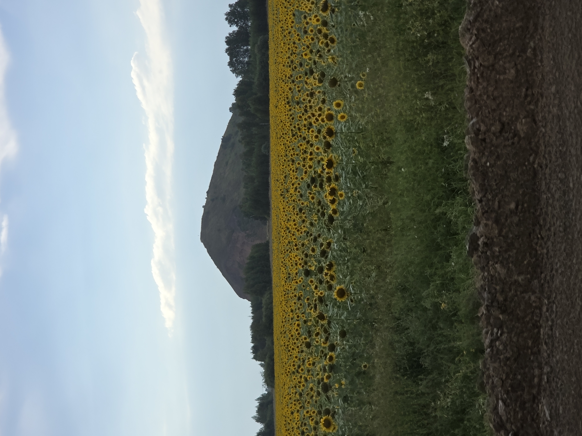 In the city of Nagorny, Russia, a vast field of sunflowers stretches towards a large, conical hill in the distance. The sunflowers are in full bloom, their yellow petals vibrant against the green foliage. The sky above is a clear blue, with a few scattered white clouds. A dark, rough embankment of soil runs along the bottom of the frame, suggesting a construction site or a natural earthworks. The overall scene is one of natural beauty, with the industrial presence of the embankment providing a stark contrast.