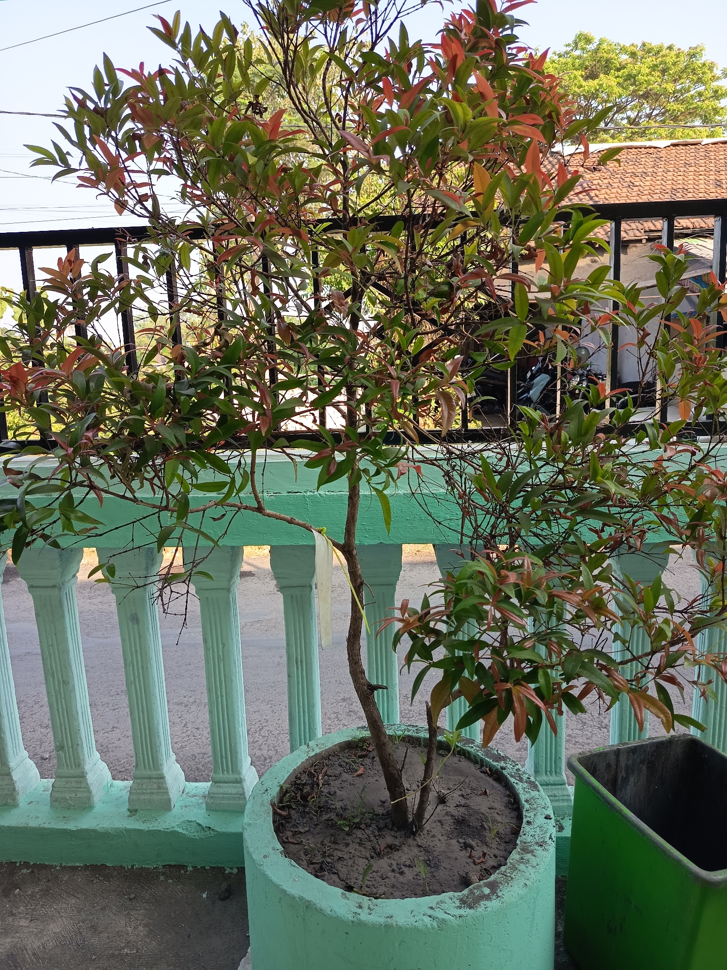 The image depicts a potted plant with reddish-green leaves placed on a balcony or outdoor patio. The plant is in a large, light green cylindrical planter. Behind the plant, there is a light green railing with decorative columns. Beyond the railing, a black metal fence can be seen, and further in the background, a tiled roof and trees are visible. A green trash bin is located to the right of the planter. The scene appears to be outdoors, possibly in a residential area in Gebangan, Indonesia, given the architectural style and vegetation. The lighting suggests it is daytime.