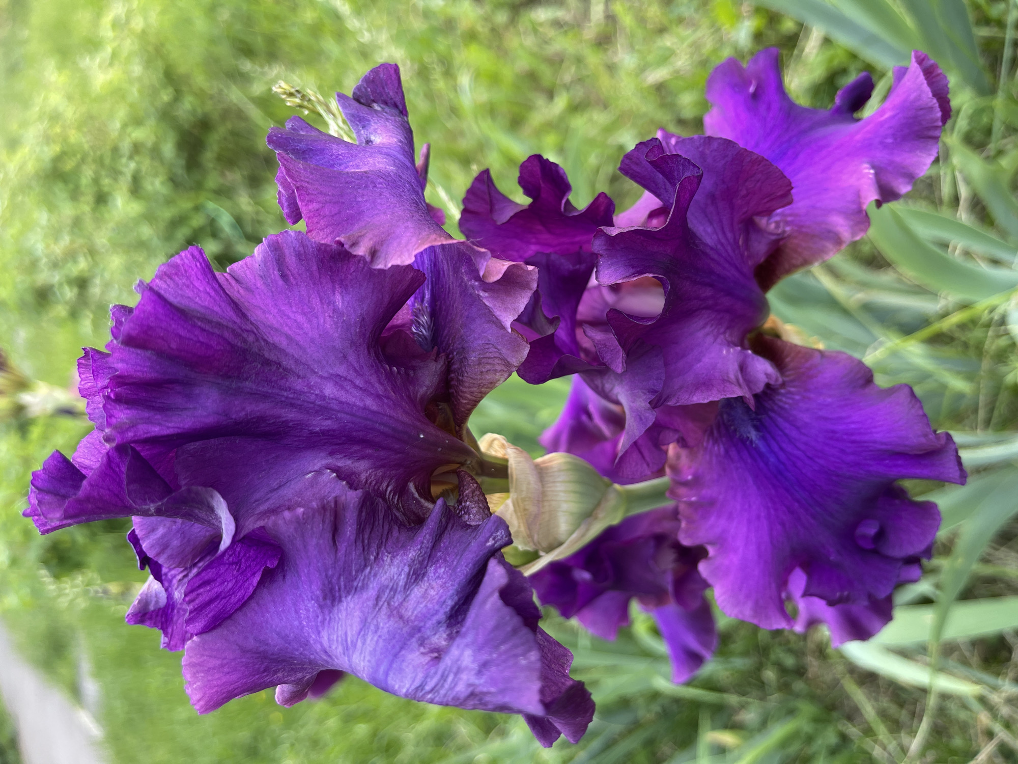 The image displays a close-up, vertical composition featuring multiple deep purple iris flowers in an outdoor environment. The dominant subjects are several open iris blooms, each exhibiting rich, varied shades of violet and deep purple petals that are distinctly ruffled and textured. The petals show natural folds and darker vein patterns in certain areas. A light green and tan stem or calyx structure is visible centrally within the upper cluster of flowers. The background is uniformly blurred, consisting of indistinct green foliage consistent with grass or other plant life, creating a soft bokeh effect. A faint, light-colored, out-of-focus area is discernible in the upper left background, possibly indicating a distant path or ground surface. No human subjects, animals, or artificial objects are present. The scene is illuminated by natural daylight. This scene is located in the city of Kommunarka, Russia.
