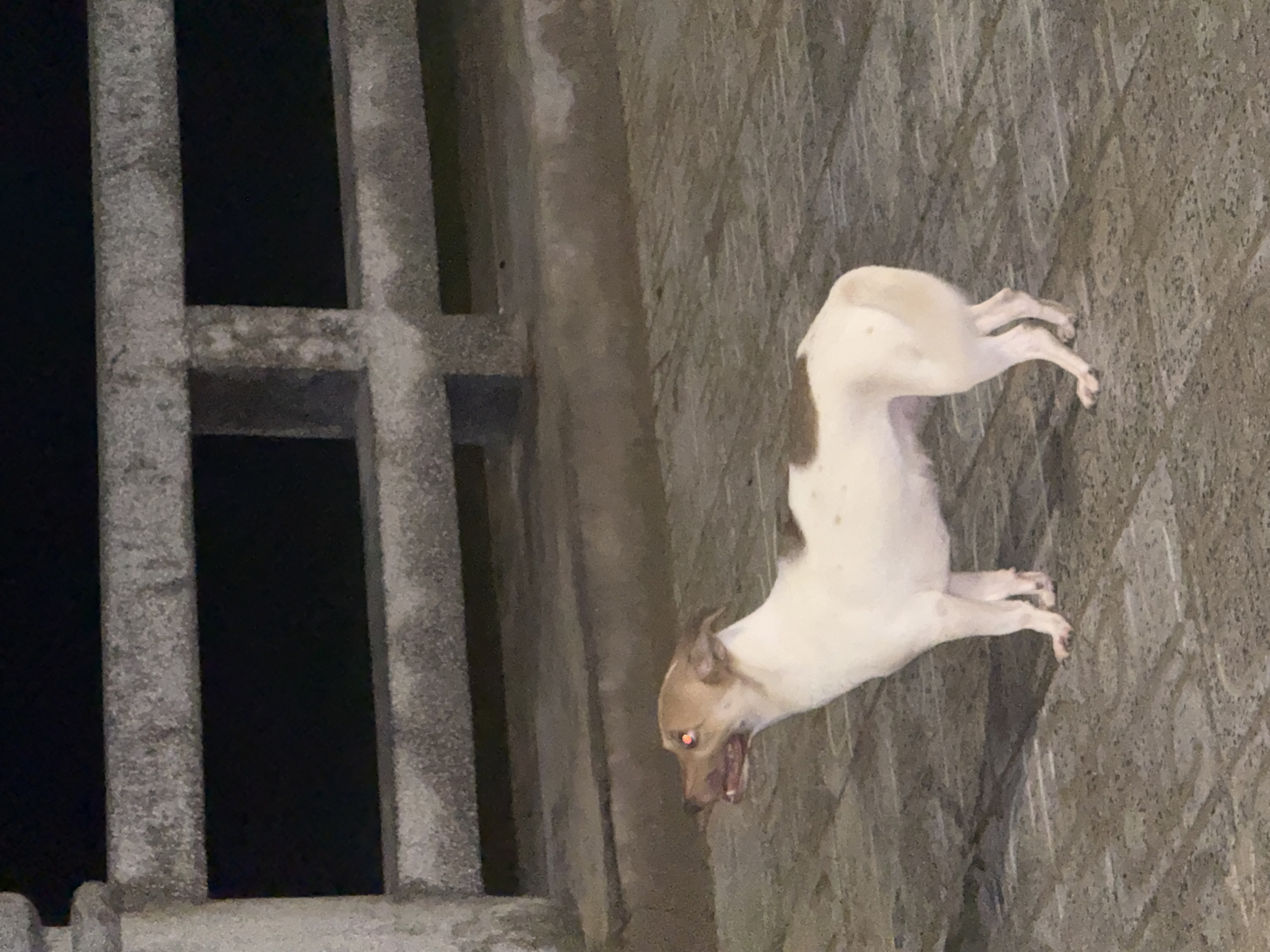 A medium shot depicts a dog near a concrete structure. The dog is predominantly white with brown patches on its head and back, appearing to snarl or bark with its mouth open. It is standing on a textured, gray stone or concrete surface. To the left of the dog is a gray concrete structure with rectangular openings, suggestive of a wall or barrier. The scene appears to be at night, with dim lighting. The image may be taken in or near Bac Nha Trang Ward, Vietnam.