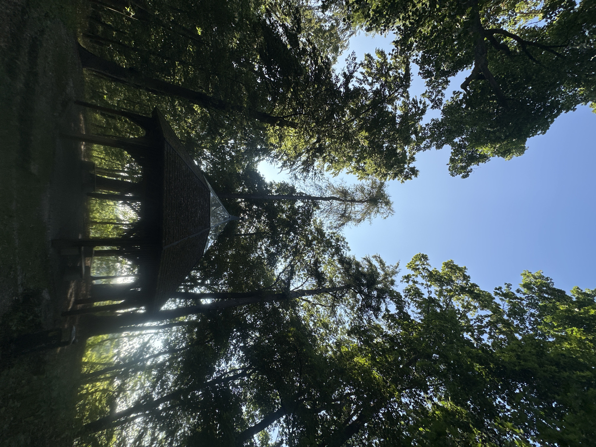 The image captures a serene forest scene with a hexagonal gazebo as the central focus. The gazebo, constructed of dark wood and topped with a shingled roof featuring a glass-paneled apex, is situated amidst a dense canopy of tall trees. Sunlight filters through the leaves, casting dappled shadows and creating a lens flare effect. The sky above is a clear, vibrant blue. The ground is covered in grass and fallen leaves, suggesting a natural, uncultivated setting. Based on the context provided by the original prompt, this gazebo is located in the city of Günzburg, Germany, within a wooded area. No people or animals are visible in the image, and there are no ongoing actions or interactions depicted. The overall impression is one of peaceful solitude in nature.