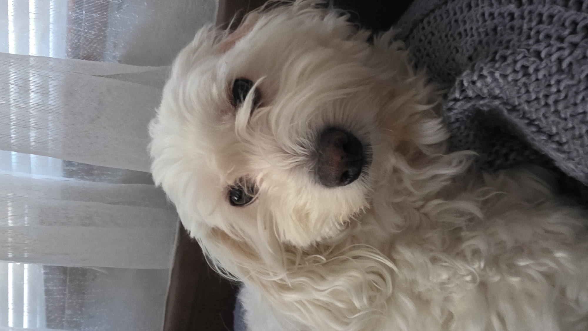 A close-up shot of a white, furry dog with a black nose and dark eyes. The dog is lying down next to a gray knitted blanket. A window with white blinds is visible in the background. The location and city are unknown.