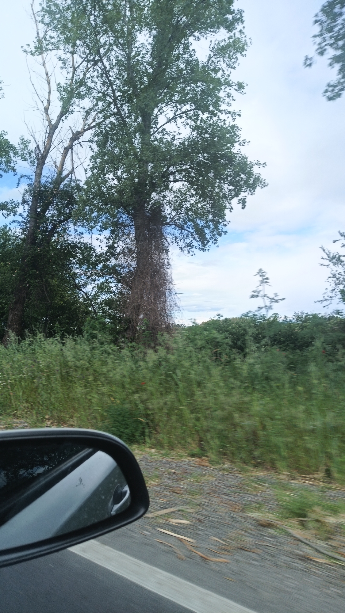 The image, taken from a moving vehicle, shows roadside vegetation and trees. A prominent tree in the center is covered with climbing vines. A car's side mirror is visible in the lower left corner. The road has a white line marking. The sky is partially cloudy. Milevo, Bulgaria, cannot be verified from the image.