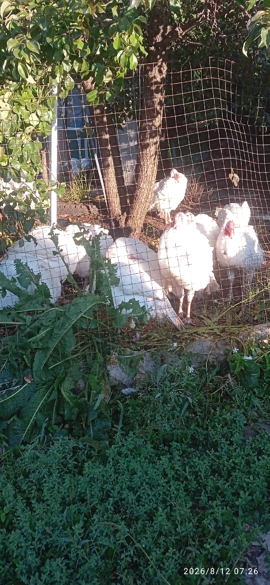 In Blagoveshchensk, Russia, a group of white turkeys are contained within a fenced area. The enclosure is situated outdoors, with a tree and dense foliage providing a natural backdrop. Sunlight filters through the leaves, casting dappled shadows on the ground and the birds. Some of the turkeys are clustered together, while others are more spread out, resting or standing. The scene is captured at a distance, with a wire mesh fence partially obscuring the view of the animals.