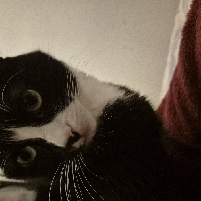 A black and white cat peers inquisitively at the camera, its head tilted sideways. The cat's eyes are wide and green, surrounded by black fur, while a white patch covers its forehead and nose. Long, white whiskers extend from its snout. The background consists of a plain, light-colored wall and a burgundy textured surface, possibly a blanket or cushion, suggesting the cat is indoors.