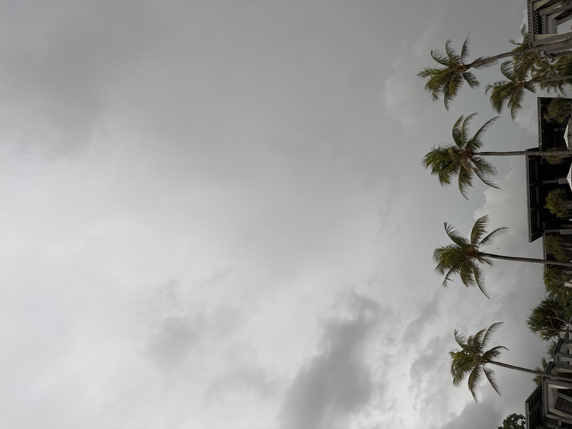 The image, oriented correctly, depicts a serene and somewhat moody outdoor scene under an overcast sky, likely in North Kuta, Indonesia. The dominant feature is the grey, cloud-filled sky that occupies the majority of the frame, showing various shades of white and dark grey clouds, suggesting either impending rain or simply a very cloudy day.
Lining the right side of the image are several tall palm trees with lush green fronds, their silhouettes stark against the light grey sky. There are at least five distinct palm trees visible, some partially obscured by others or by structures. Their fronds are full and appear slightly wind-blown.
Beneath and between the palm trees, on the far right, are sections of modern-looking buildings or structures. These appear dark in color, possibly with flat roofs and contemporary architectural lines. Some smaller, bushy greenery is also visible around these structures. The overall impression is that of a resort or hotel complex.
There is no specific activity taking place; the scene is static. The lighting is diffused and soft due to the heavy cloud cover, indicating it is daytime. No text is visible in the image.