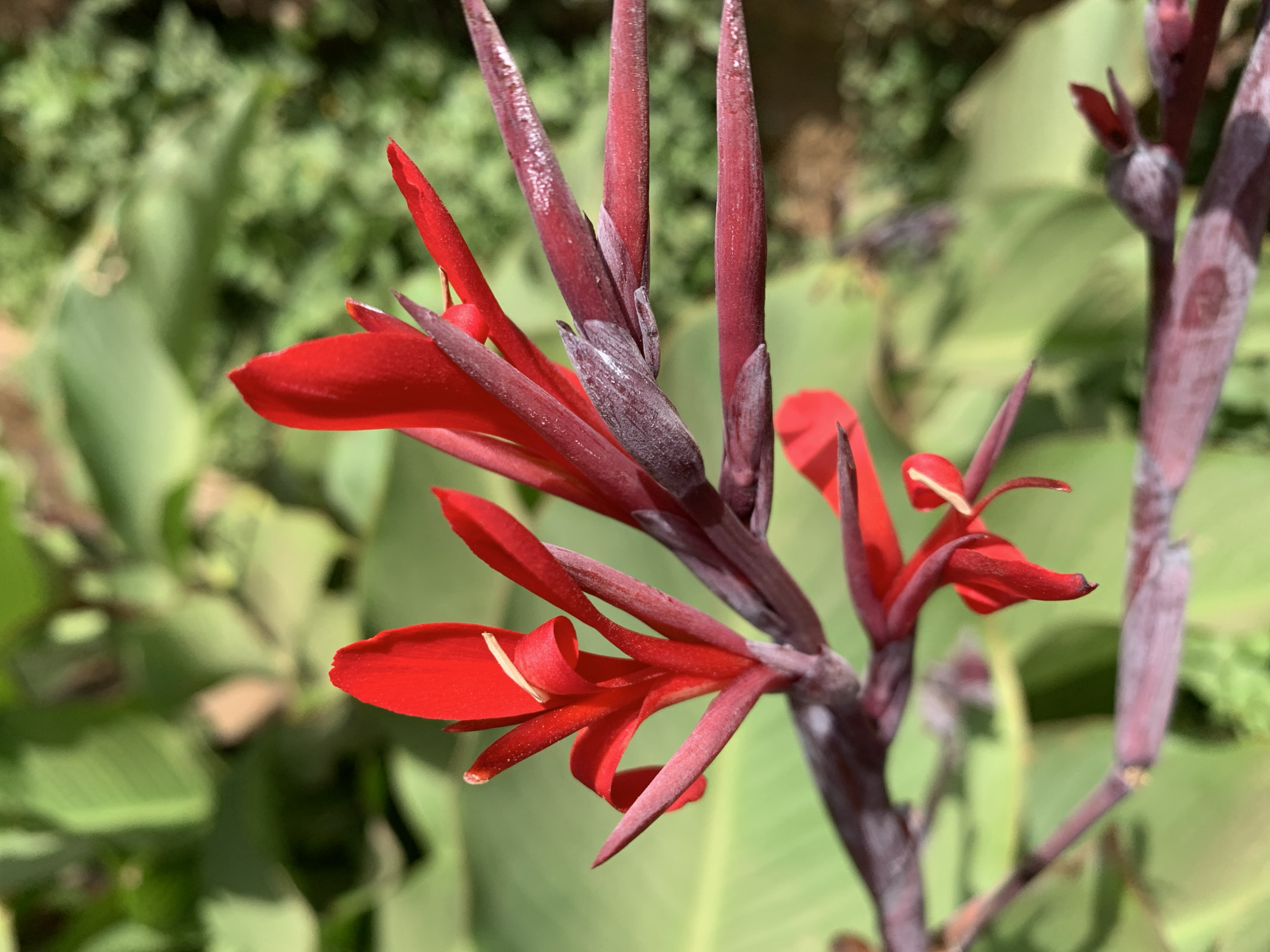 The image shows a close-up of a red Canna Lily flower with a dark purple stem. The flower is in bloom, with several petals open and pointed outwards. Behind the flower is a blurred background of green foliage. The location, Rafin Par, Nigeria, is not discernible from the image. There are no people, subjects, objects, actions, or interactions besides the plant life itself. The environment appears to be outdoors, likely a garden or natural area.