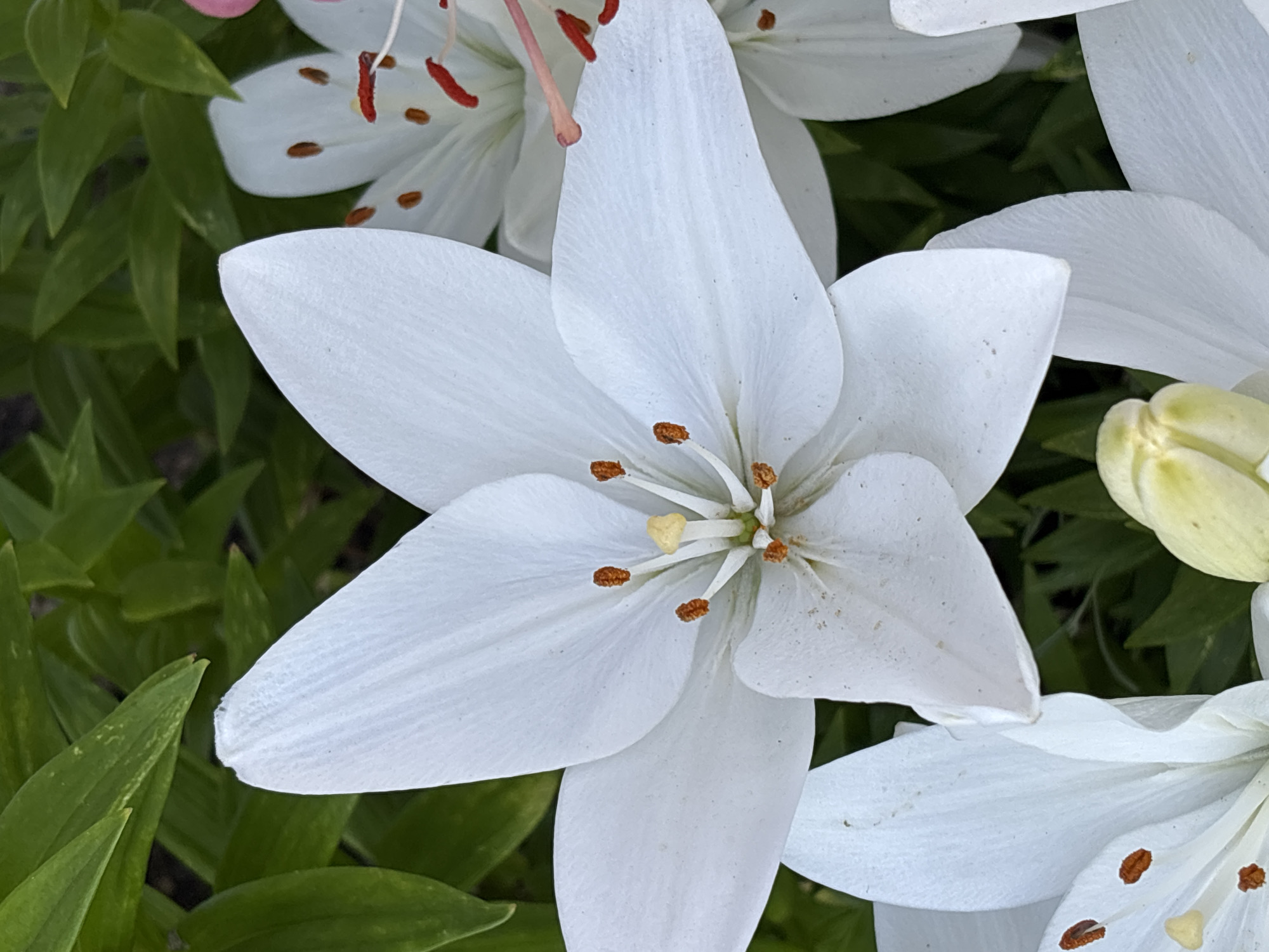 A close-up, eye-level shot captures several white lily flowers and green foliage. The dominant subject is a large, fully bloomed white lily flower in the center, its delicate petals fanning out. Inside the flower, its stamen are visible, tipped with orange anthers. To the right and bottom of the frame, other white lily blossoms are partially visible, some appearing to be in bud or less open. The background consists of lush, out-of-focus green leaves, suggesting a garden setting. The lighting is natural, casting soft shadows and highlighting the textures of the petals. There is no indication of the specific location within Ворошиловка, Kazakhstan.