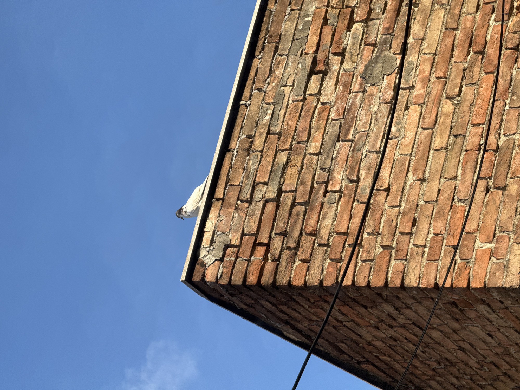 A low-angle shot shows the corner of a brick building against a bright blue sky. A white bird perches on the edge of the building. There are some power lines visible. This image was probably taken in Vracar Urban Municipality, Serbia.