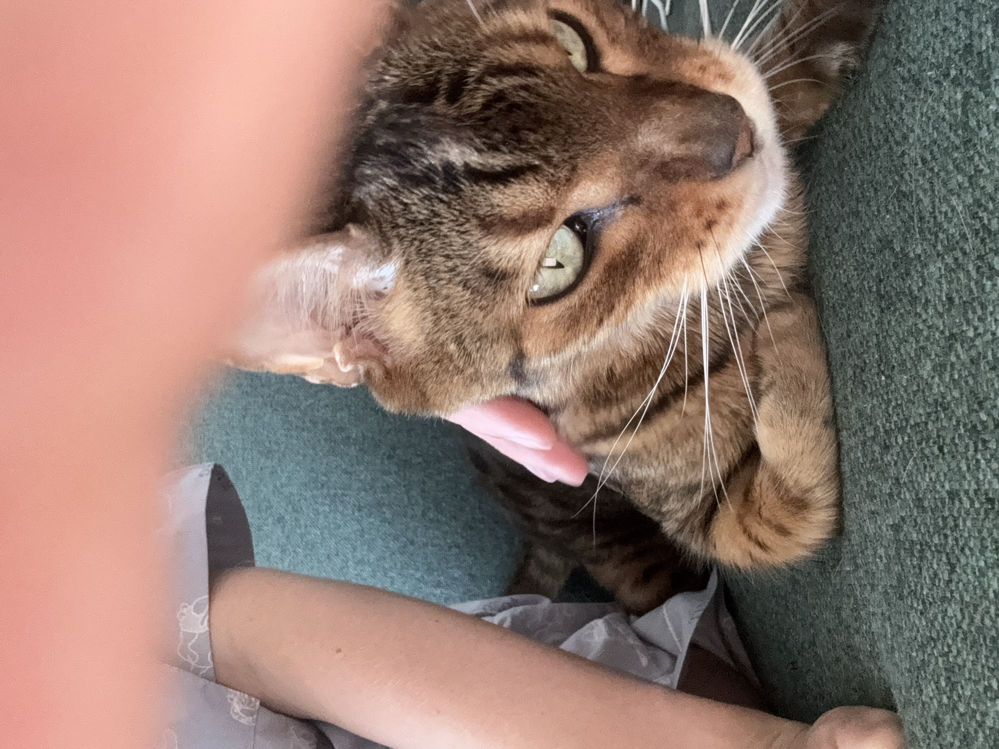 This close-up image captures an intimate moment between a domestic cat and a human. The main subject is a beautiful cat, likely a Bengal breed, characterized by its distinctive brown and black tabby markings, prominent white whiskers, and piercing bright green eyes. Its head is tilted, and a small, pink tongue is slightly extended, suggesting a moment of relaxation or affection.
A human hand is visible, gently touching the cat's chin and neck area, indicating a petting or comforting gesture. In the lower part of the frame, a human arm is visible, wearing a light-colored garment with a subtle, white embroidered pattern. The cat appears to be resting on a textured, dark green fabric surface, likely a sofa or bed, which forms the background. A significant portion of the upper left foreground is blurred, appearing as a soft, peachy tone, possibly another part of the human's body or hand, further enhancing the close perspective. The scene conveys a sense of calm and affectionate interaction between the pet and its owner in an indoor setting. No text is visible in the image.