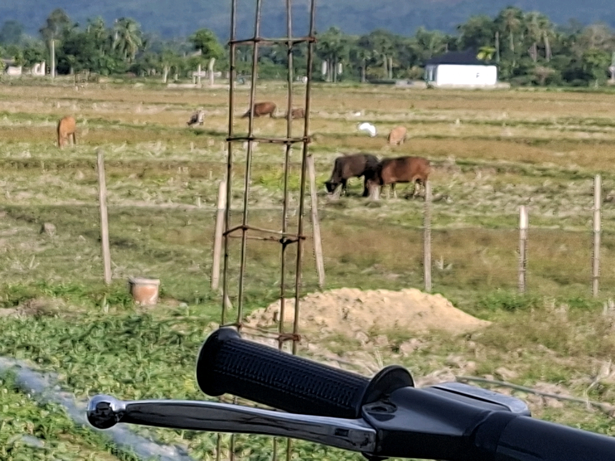 The image shows a rural landscape with a body of water in the foreground, suggesting it may be a rice field or irrigation ditch in the city of Gronggrong, Indonesia. In the midground, there are several cows grazing in a field. A black motorcycle handlebar is visible in the foreground, indicating the perspective of the photographer. In the background, there are trees and a white building, likely a house. The overall scene depicts a tranquil, agricultural environment.