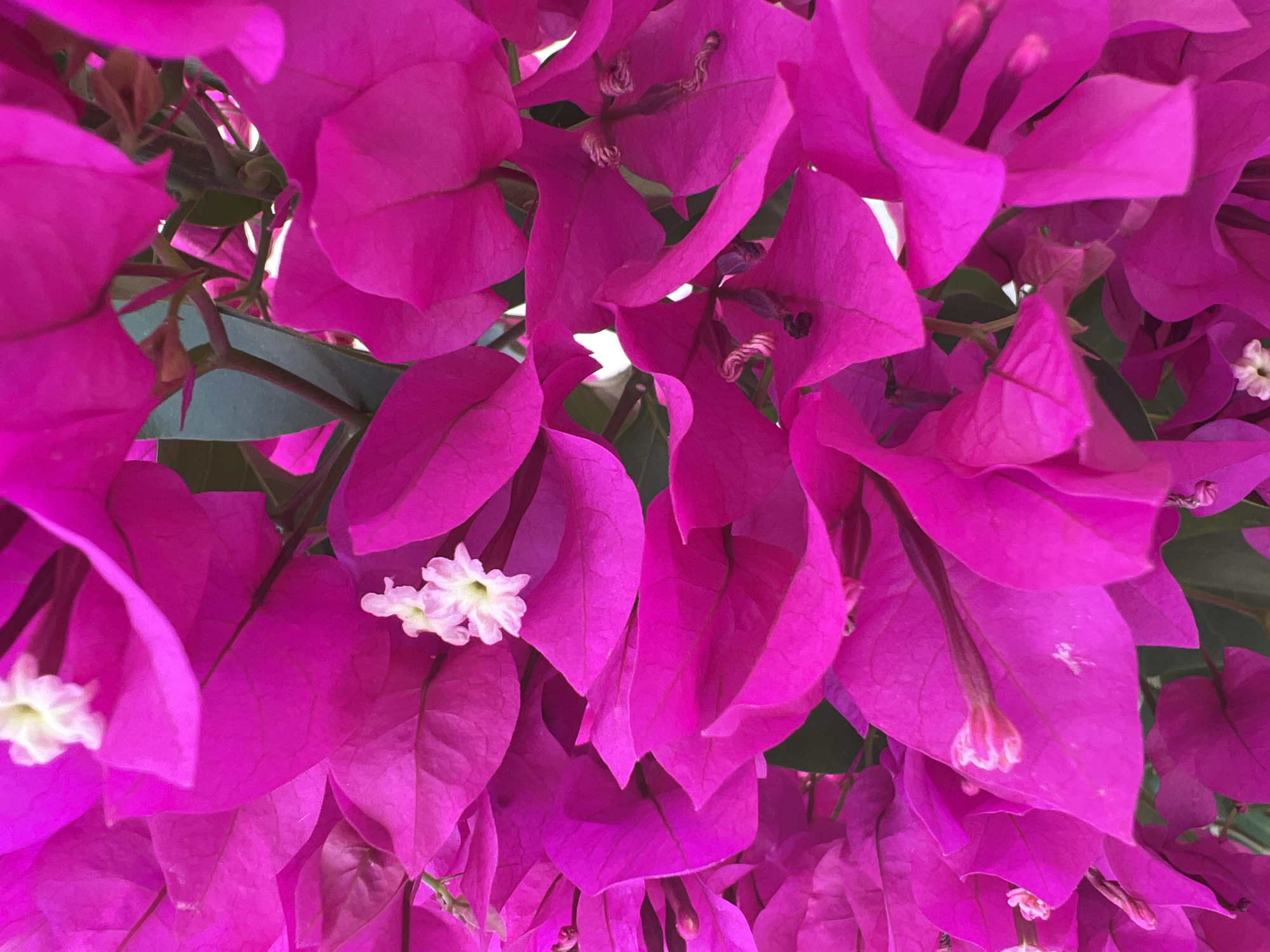 A close-up, overhead shot captures a dense cluster of bright magenta bougainvillea bracts, interspersed with a few small, white flowers. The bracts are predominantly in focus, showcasing their delicate texture and vibrant color, with some slightly out of focus to create depth. The image is shot in natural daylight, highlighting the rich saturation of the flowers. The scene appears to be outdoors, with hints of green foliage visible beneath the blooms, suggesting a garden or natural setting. The specific location within Eretria Municipal Unit, Greece, is not discernible from the visual information provided.