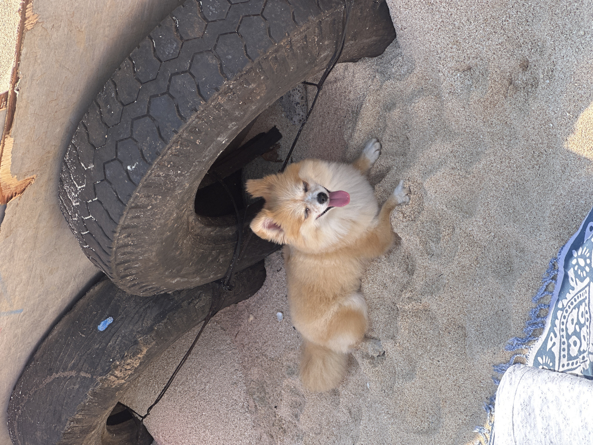 In Kuta Selatan, Indonesia, on a sandy beach, a small, light brown Pomeranian dog is resting on its belly. The dog's eyes are closed, and its tongue is sticking out, indicating it is panting. It is positioned between two large, black tires. One tire is to the left of the dog and is partially obscured by the dog's body, while the other tire is to the right and behind the dog. The sand is light brown and fine-grained. In the lower left corner of the image, a portion of a patterned textile with blue tassels is visible, suggesting a blanket or towel. The background consists of what appears to be wooden planks.