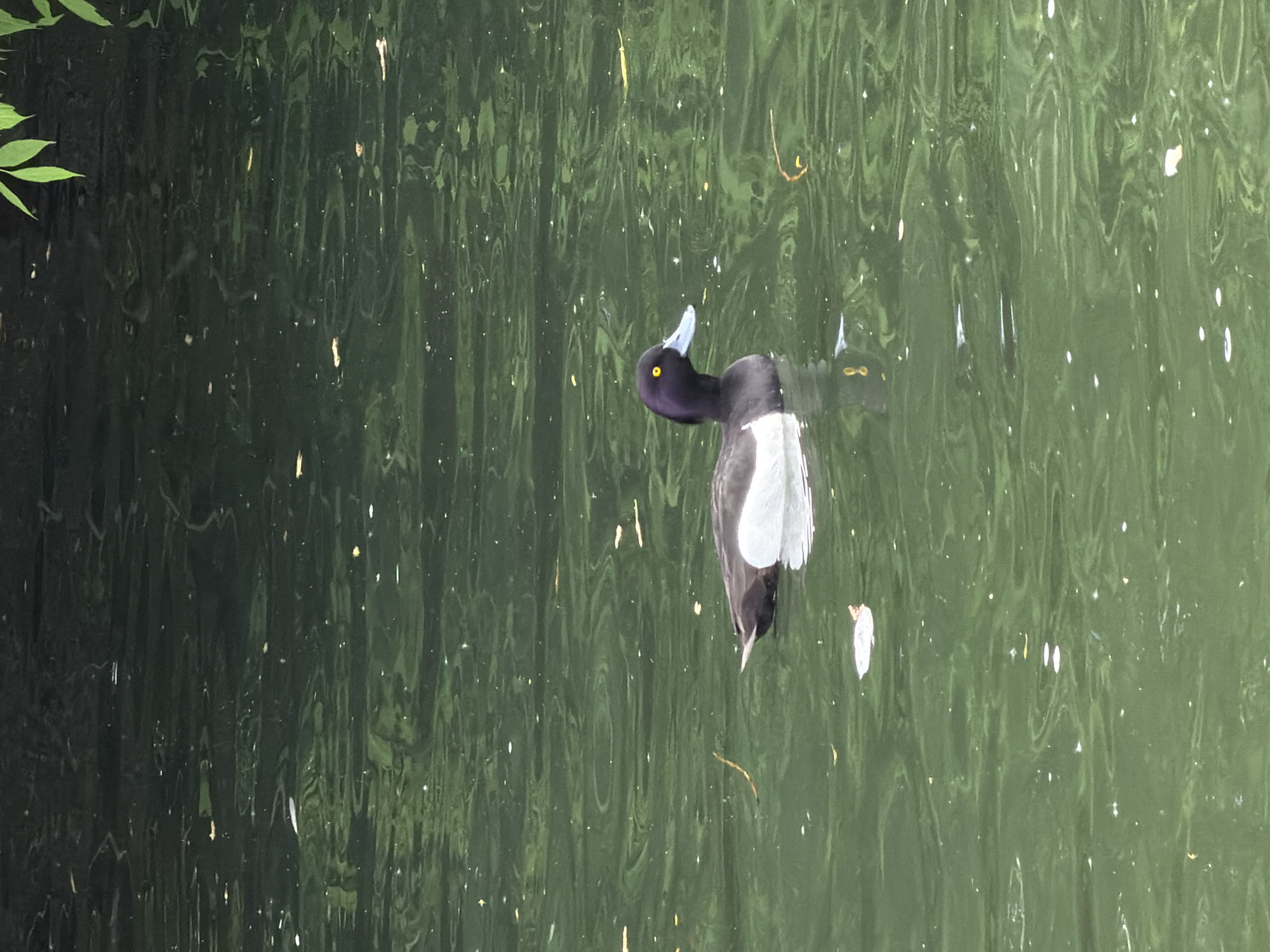 A tufted duck swims on a body of water. The duck's head is black with a yellow eye and a blue bill. The body is black and white. The water is green and reflects the trees surrounding the body of water.
I do not have the information to specify this location in Moscow, Russia.