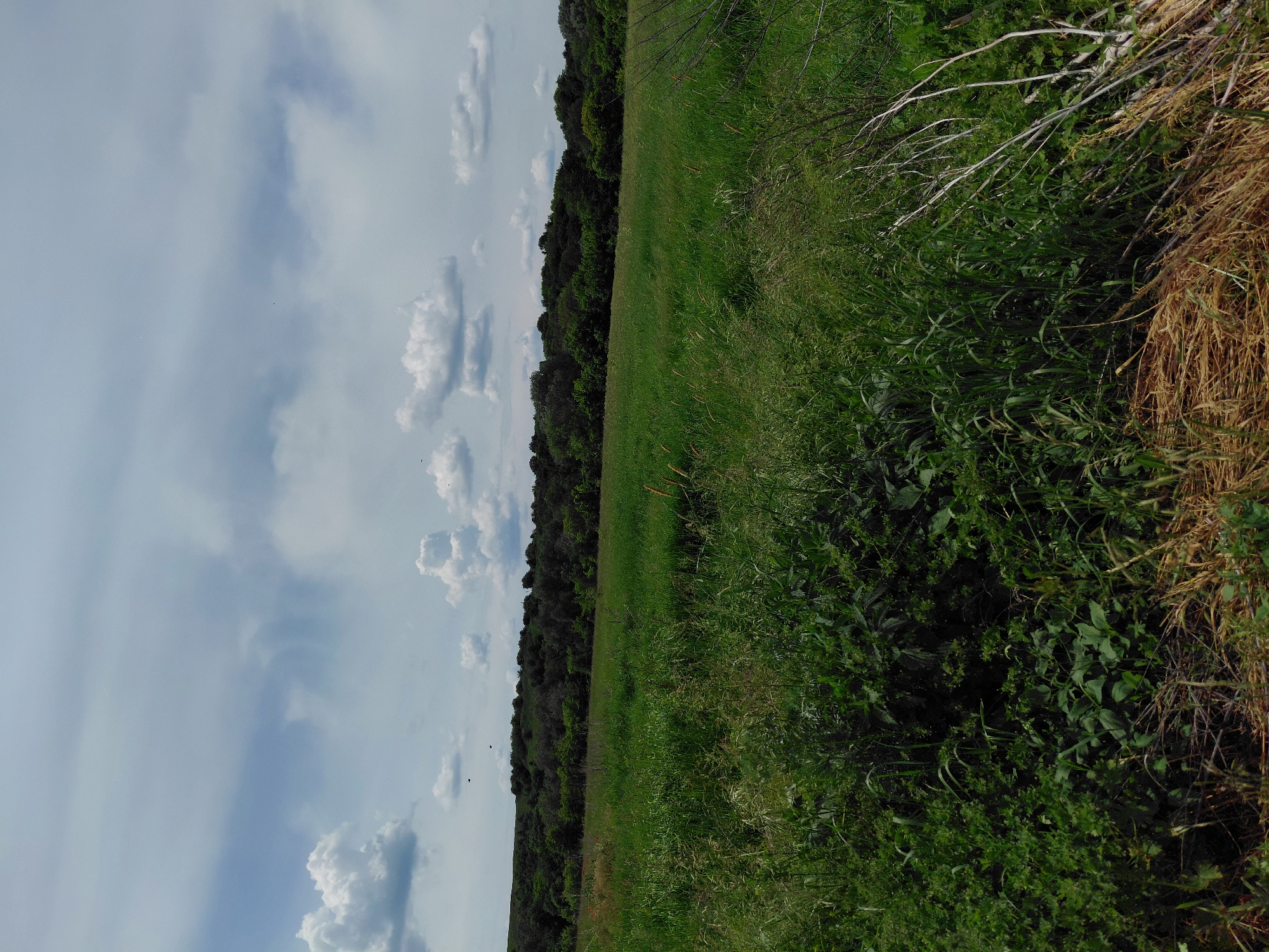 This image depicts a natural outdoor landscape located in the city of Unknown, Unknown. The scene is dominated by a expansive green field under a partly cloudy sky. The upper portion of the frame features a sky with a combination of diffuse, grayish clouds and more distinct, white cumulus clouds. Several small, dark specks, indicative of birds, are scattered across the sky. In the midground, a dense treeline composed of dark green foliage stretches horizontally across the image, forming the horizon and suggesting a forested area or hills beyond the field. The large field occupying the central and lower midground is covered with lush, tall green grasses and various wild plants. The immediate foreground showcases a denser concentration of diverse green vegetation, intermingled with patches of dried, straw-colored grass. On the far right, a cluster of pale, bare branches extends upwards from the ground. The lighting indicates daylight under an overcast or partly cloudy condition. No human figures or discernible man-made structures are visible.
