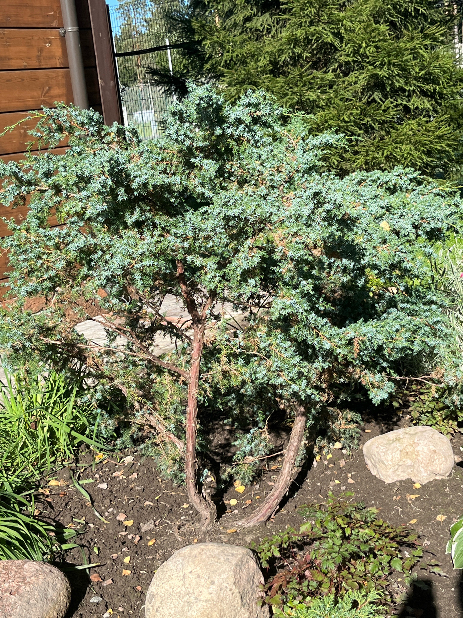 An outdoor, eye-level shot shows a close-up view of a blue-green conifer bush in Okhtinskiy Park, Russia. The bush is in the foreground, with its branches and needles filling most of the frame. The bush is planted in dark soil, with a few scattered brown leaves. Two large, light-colored rocks are visible in the lower half of the image, one on the left and one on the right. Behind the conifer bush, a wooden fence is visible on the left, and a tall, dark green evergreen tree fills the upper right portion of the background. The sun casts shadows on the scene, indicating it is daytime. No people are present in the image.