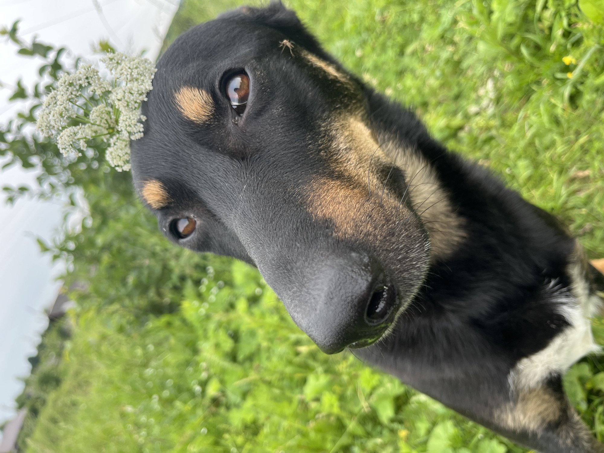 A black and tan dog with brown eyes and a cluster of white flowers on its head is positioned in the foreground, looking slightly to the left. The dog's nose is prominent, and its ears are partially visible. The background consists of out-of-focus green grass and foliage under a cloudy sky. The image is taken outdoors. There is no indication of the city of Nizhny Tagil, Russia.
