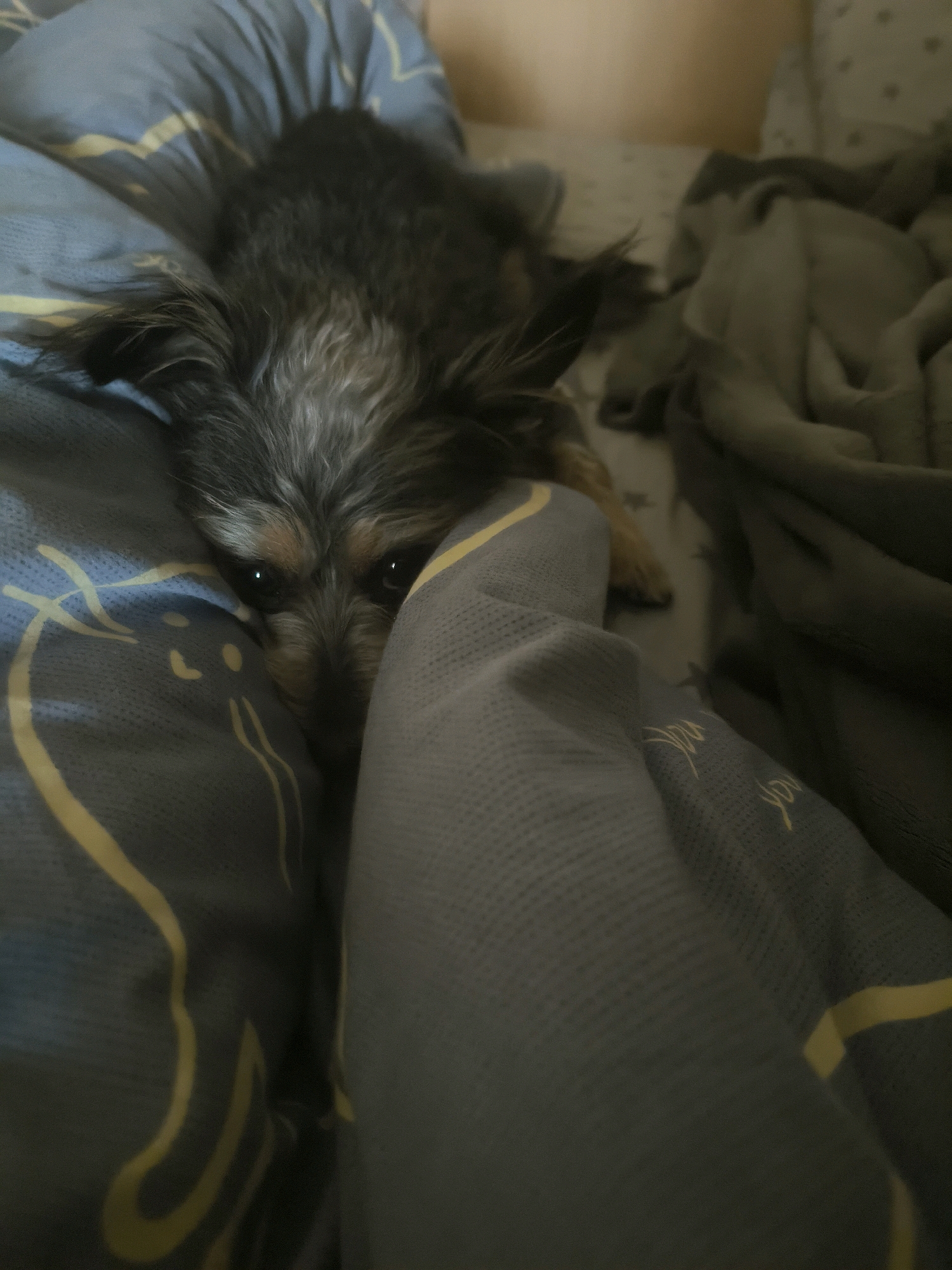 A small, scruffy dog with gray and tan fur is partially hidden under a gray blanket on a bed. The dog's face is visible, with dark eyes and its nose peeking out from the fabric. The bedding is blue with a yellow striped pattern. The scene appears to be indoors, possibly in a bedroom. There is no discernible information about the city of Mykolaiv, Ukraine, or any forensic details.