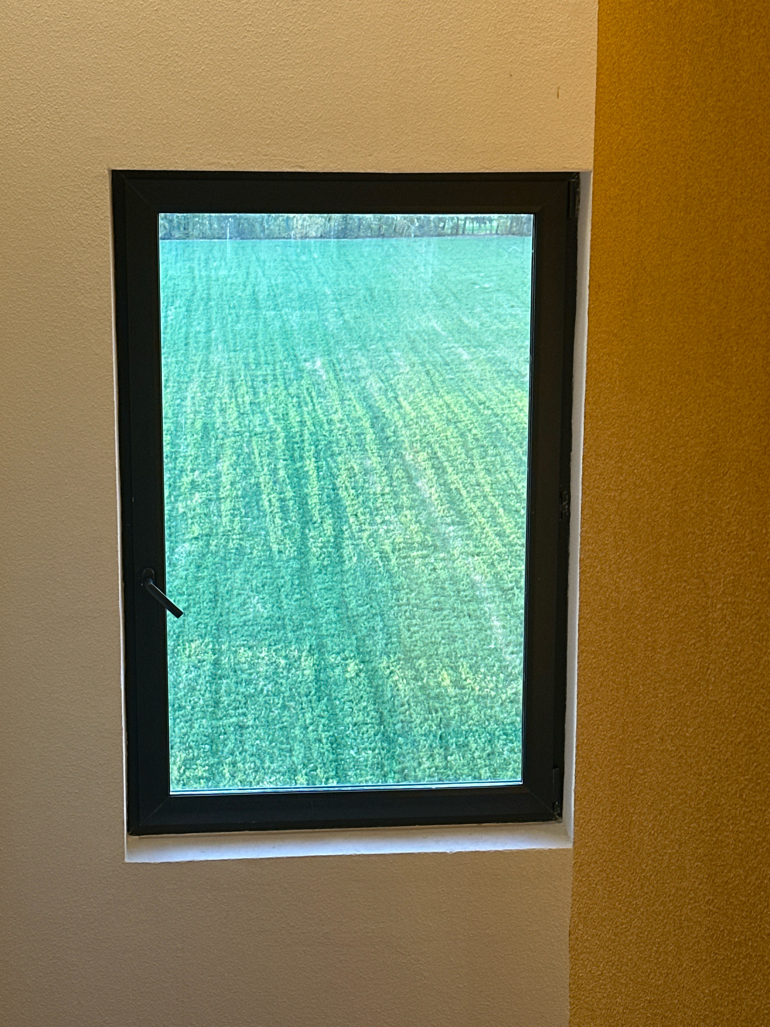 A dark-framed window with a black handle is set into a textured wall. The wall is painted a light beige on the left and a textured ochre on the right, meeting at a corner near the window. Through the window, a vast field of bright green grass is visible. The field is densely packed and appears to be either a large lawn or a cultivated crop, with subtle diagonal rows or patterns indicative of mowing or planting. A distant line of trees or foliage forms a dark horizontal band along the horizon. The lighting suggests daytime, with soft light illuminating the field. The scene does not depict any people or specific landmarks that would allow for precise identification of its location within Vidnoye, Russia.