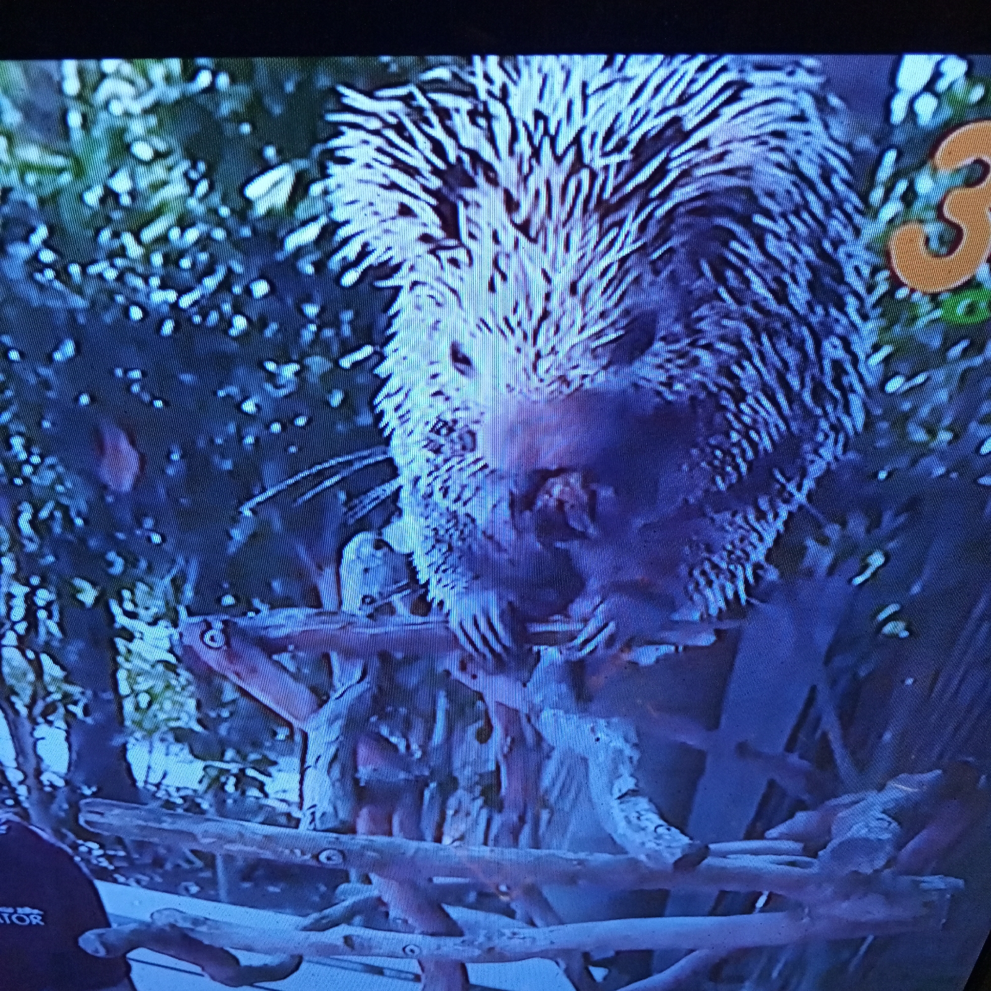 The image shows a close-up of a porcupine perched on branches, likely in a tree or a man-made enclosure designed to resemble a natural habitat. The porcupine is the central subject, with its distinctive quills clearly visible, appearing somewhat disheveled and bristling. Its face is partially obscured by its quills and the lighting, but its eyes seem to be looking forward. The porcupine is holding onto the branches with its paws.
The background is a blur of green foliage and darker blue tones, suggesting a natural environment. There are also some lighter, almost white, spots scattered throughout the background, which could be light filtering through leaves or parts of the enclosure. In the upper right corner of the image, a large orange numeral "3" is visible, superimposed on the background. This number appears to be part of a graphic overlay, possibly from a television program or digital display.
In the lower left corner, a portion of a dark shirt with white text is visible. The visible text appears to be "ATOR". This suggests that there might be a person present, possibly a zookeeper or presenter, whose clothing is partially captured in the frame.
The overall lighting is somewhat dim, with a bluish cast, which might indicate it was taken in low light conditions or that the display itself has a cool color temperature. No specific time of day or weather conditions can be determined. The scene appears to be static, with the porcupine in a resting or observing pose. The presence of the number "3" and the partial text on a shirt suggest this might be a screengrab from a video or a broadcast.