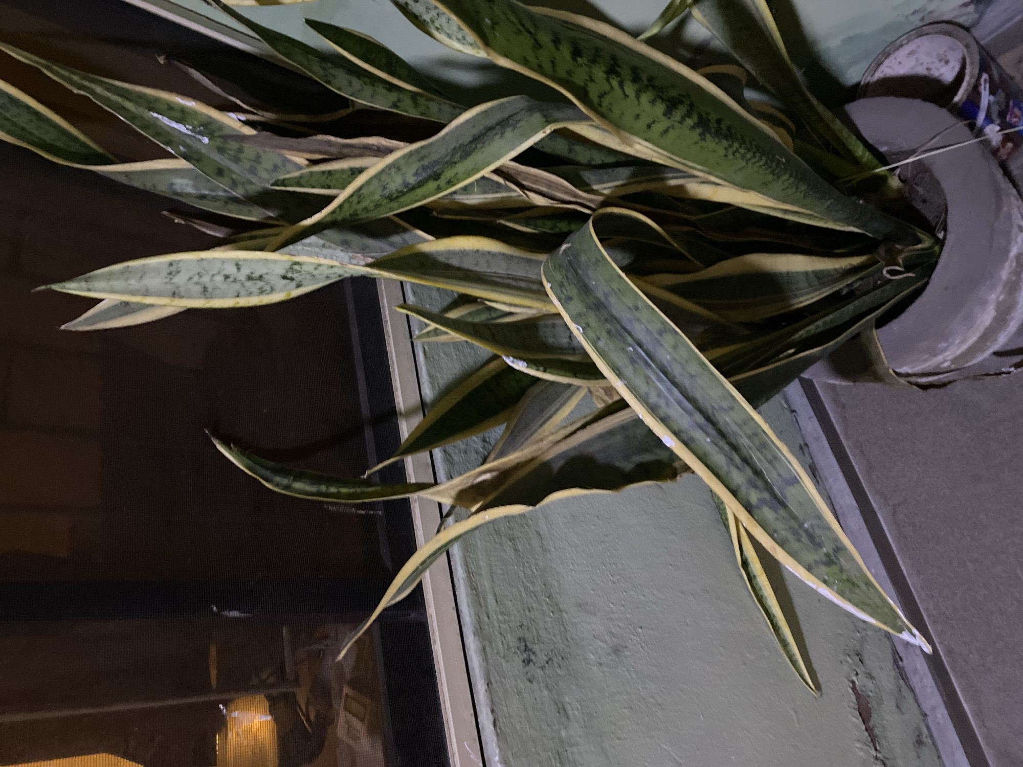 The image captures a snake plant (Sansevieria trifasciata 'Laurentii') in a pot, likely at night or in low light conditions, set in Badagry, Nigeria. The plant, positioned in the upper right, features numerous long, sword-shaped leaves with distinct green centers mottled with darker patterns and prominent yellow margins. Many leaves show signs of age or distress, including some browning, curling, and what appears to be white residue or spots on their surfaces, possibly from hard water or a spray.
The plant is contained within a sturdy, grey pot, possibly made of concrete or terracotta, visible on the right side of the frame. A thin wire or string is loosely attached near the pot. The plant is placed against a light green painted wall or surface, which occupies the lower and central portions of the image. To the left, a dark, mesh-like structure, likely a screen door or window, is visible, reflecting indistinct artificial light sources. The overall scene suggests an outdoor or semi-outdoor setting, such as a porch or patio, beside a building structure. There are no people or animals present, and no specific activity is taking place. No text is visible in the image.