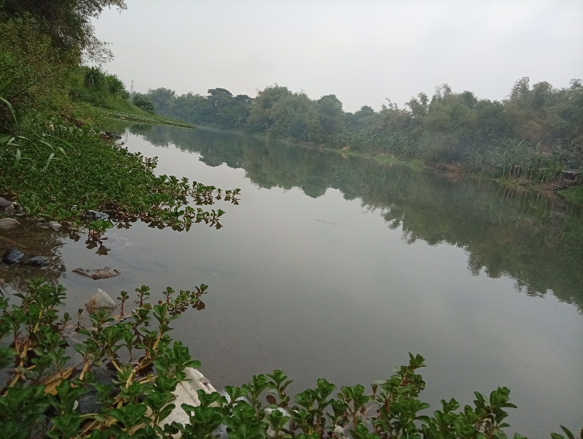 The image depicts a wide, calm river in Kediri City, Indonesia, bordered by lush green vegetation and trees on both banks. The water's surface reflects the overcast sky and the dense foliage, creating a muted, serene atmosphere. On the left bank, a steep incline is covered with various plants, including some in the foreground that appear to be water plants or low-lying shrubs. Some scattered debris, possibly plastic waste, is visible in the shallow water near the left bank. The opposite bank is a dense expanse of trees, including bamboo and what appear to be banana trees, with a small, simple wooden structure visible in the distance on the right side. The overall scene suggests a natural, somewhat unkempt riverfront environment within or on the outskirts of the city.