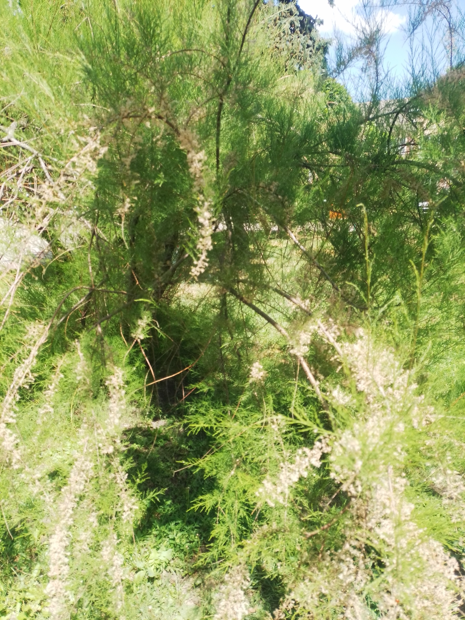 The image shows a dense, green shrub with delicate, feathery foliage and small, off-white flowers. The shrub is in the foreground, with its branches and leaves filling most of the frame. In the background, there is a hint of sky with some clouds, suggesting an outdoor setting. The lighting suggests it is daytime, likely sunny. There are no people, animals, or any man-made objects clearly visible in the image. The environment appears to be natural, possibly a park or garden. The specific location in Myrhorod, Ukraine cannot be determined from the visual information provided in the image.