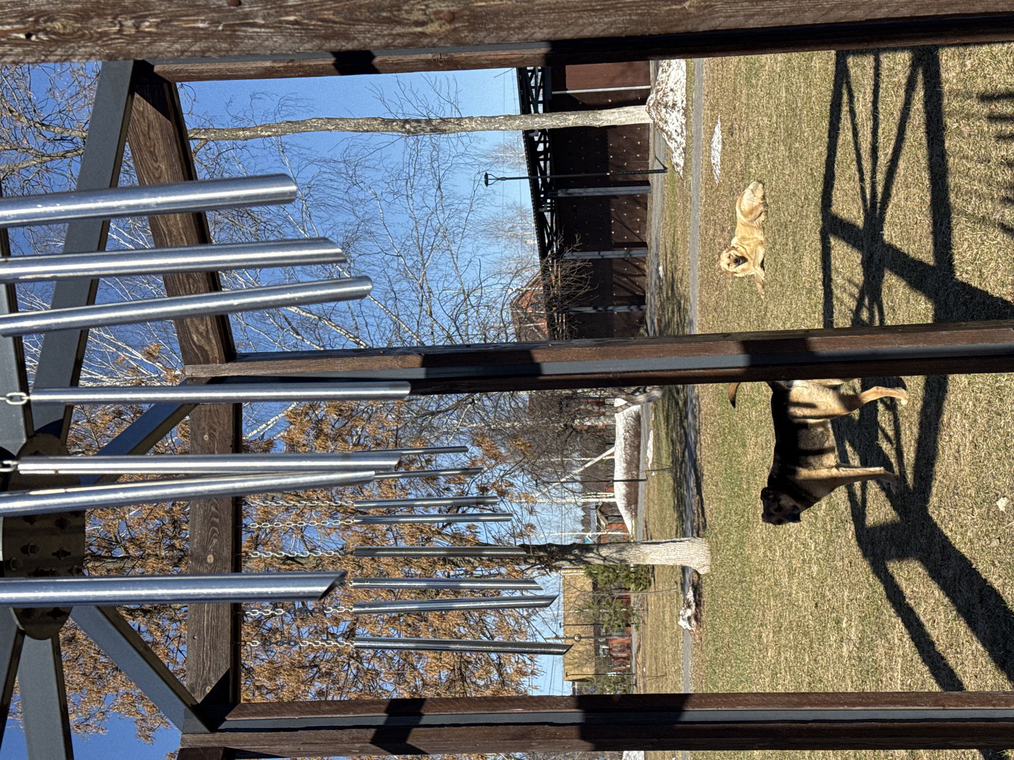 The scene is an outdoor area with grass and trees. A metal musical instrument is in the foreground, appearing to be part of a playground or park structure. Two dogs are present: one is lying down, and another is standing, casting a large shadow. A building with a brown exterior can be seen in the background, along with bare trees and patches of snow. The image is taken from a slightly elevated perspective, as if looking through a window or opening in a structure. The precise location in Zav'yalovo, Russia, cannot be determined from the image alone.