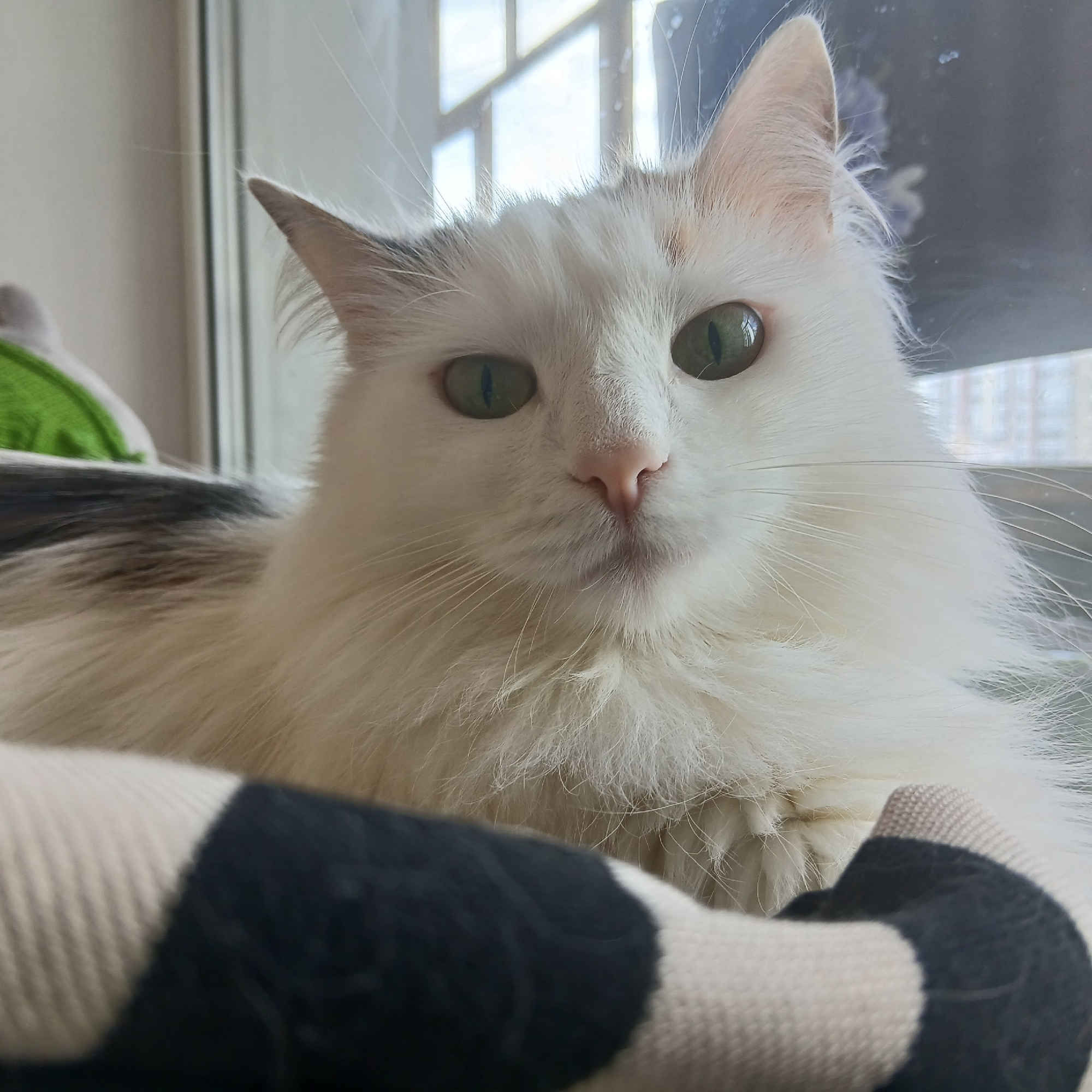 A medium shot depicts a white, long-haired cat with green eyes lying in a black and white striped pet bed. The cat is facing the camera, with its head tilted slightly. The background shows a window with several panes, and indistinct buildings that could be in Yekaterinburg, Russia, based on the prompt. Some other objects are faintly visible to the left of the cat.