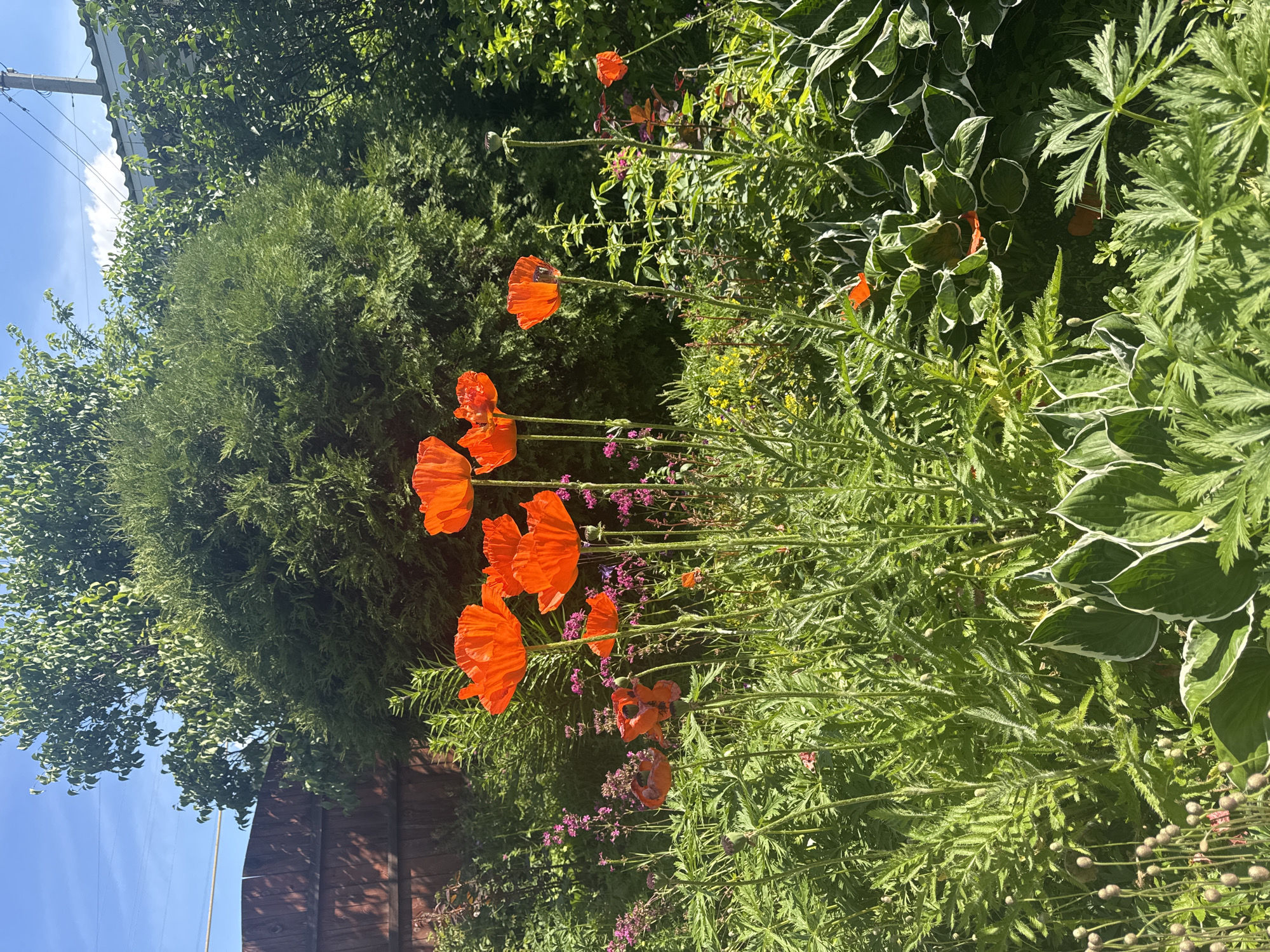 The image depicts a vibrant garden scene with several bright orange poppies in full bloom, scattered among lush green foliage. The poppies are the focal point, with their delicate petals catching the sunlight. The garden appears to be well-maintained, with a variety of plants contributing to a dense, naturalistic aesthetic. In the background, a wooden fence and a tall evergreen hedge are visible, suggesting a residential setting. The sky above is a clear, bright blue, indicating a sunny day. The overall impression is one of natural beauty and tranquility. While the image itself does not provide direct information about its specific location within Kashino, Russia, it is representative of a typical garden found in such a region during the warmer months.