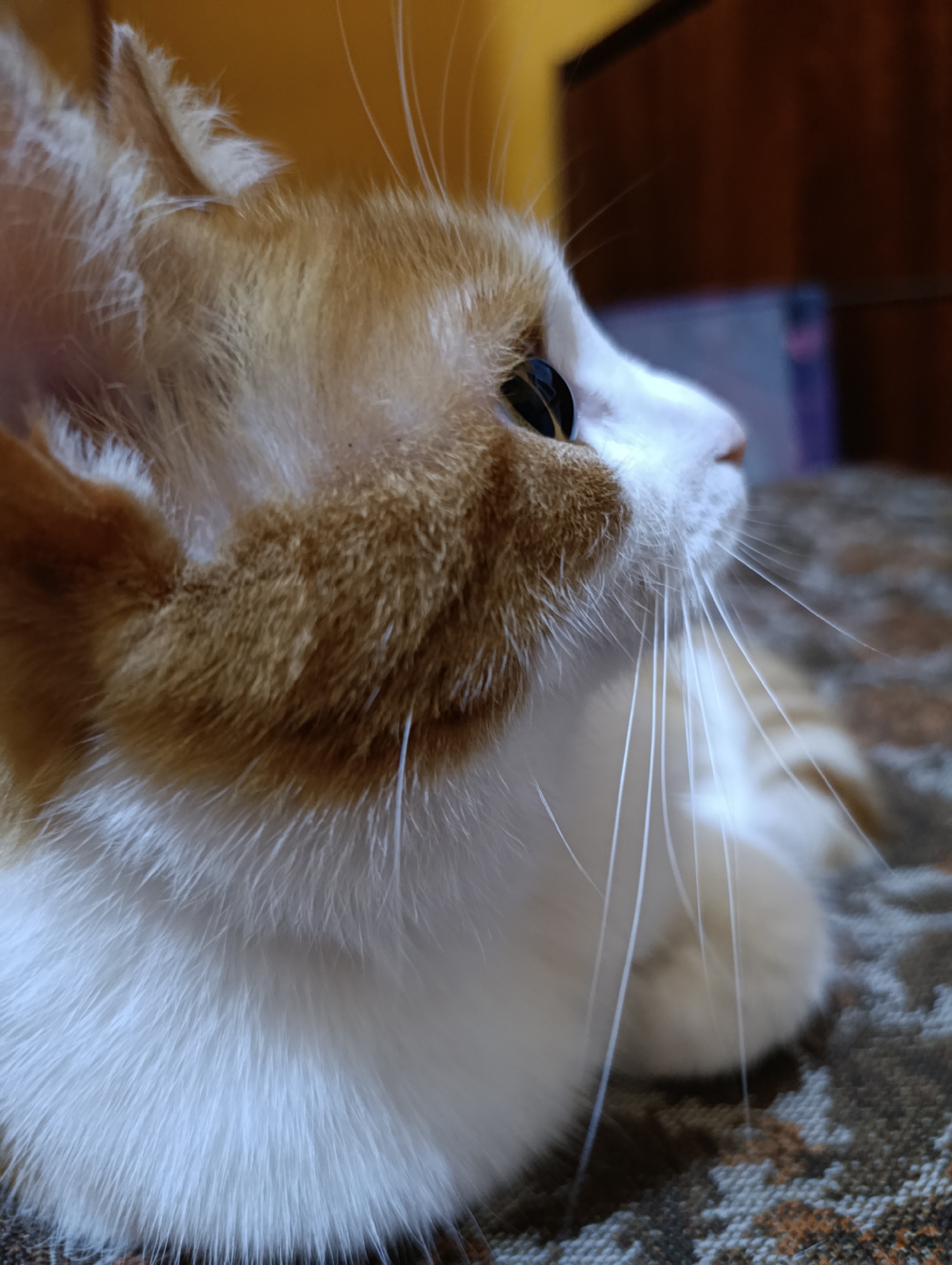 The image is a close-up, side-view portrait of an orange and white cat. The cat's eye is visible, appearing dark with a subtle reflection. Its whiskers are prominent and spread out. The fur is detailed, showing the texture and the transition between orange and white patches. The background is blurred, with hints of a yellow wall and a dark wooden surface. The cat is resting on a patterned surface, possibly a blanket or upholstery. The scene appears to be indoors, in a domestic setting. There are no people or explicit indicators of location within the city of Cherkasy, Ukraine.