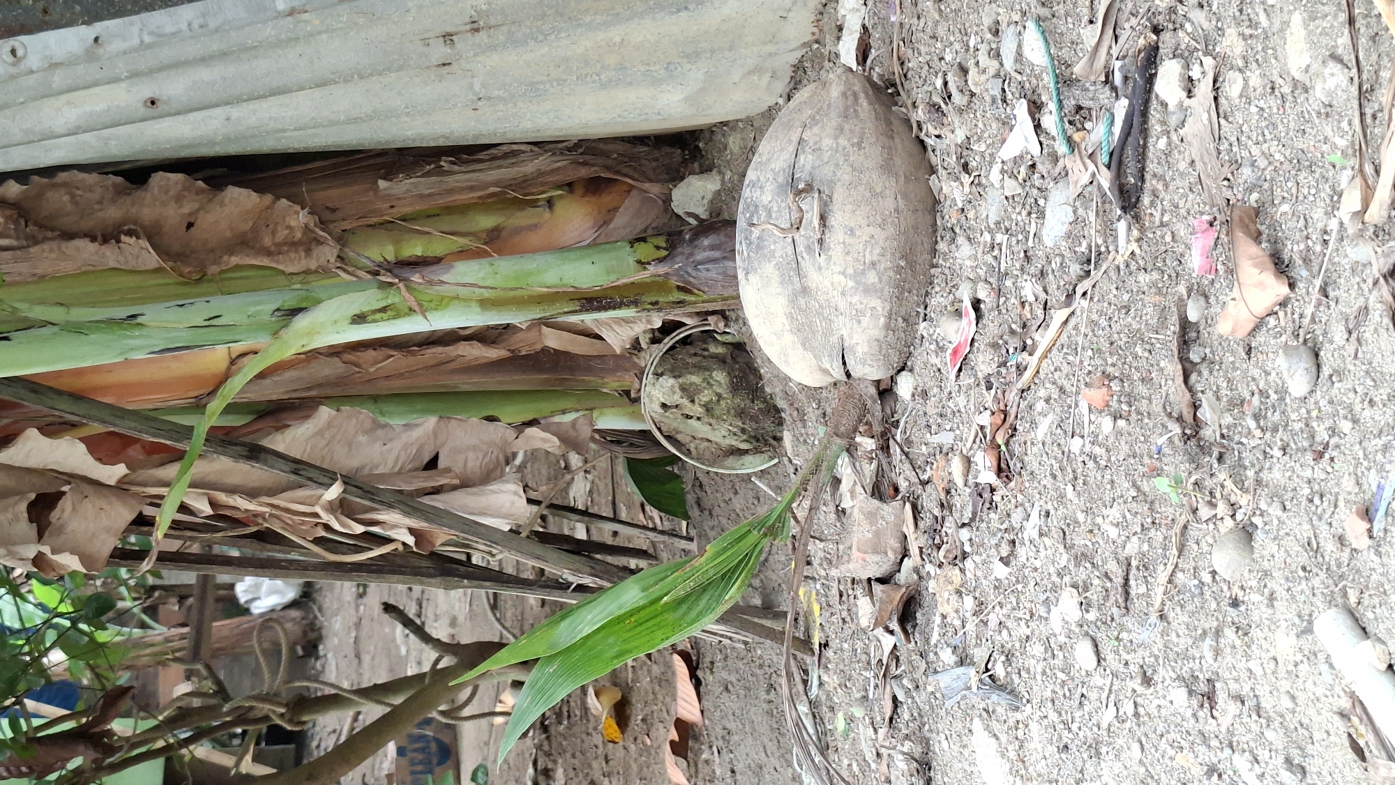 The image depicts a ground-level view of a natural and somewhat unkempt outdoor environment, likely in Pie, Indonesia. The foreground is dominated by dry, sandy soil interspersed with small stones, pebbles, and debris. Visible debris includes pieces of dried leaves, twigs, and what appears to be fragments of plastic and possibly a red wrapper.
In the mid-ground, a large, dry coconut is situated on the ground, showing signs of wear and cracking. To the left of the coconut, a young palm sprout with two vibrant green leaves is emerging from the soil. Behind the sprout and coconut, a cluster of banana plants stands prominently. The stalks of these plants are a mix of green and yellowish-brown, with dry, brown leaves hanging from them.
To the right of the banana plants, a piece of corrugated metal sheeting leans against the stalks, adding to the rustic appearance of the scene. In the background, the base of a tree trunk is visible, along with more dried leaves and some out-of-focus foliage. The overall impression is one of a natural setting, possibly a garden or yard, with elements of both plant life and discarded human materials. There are no people visible in the image.