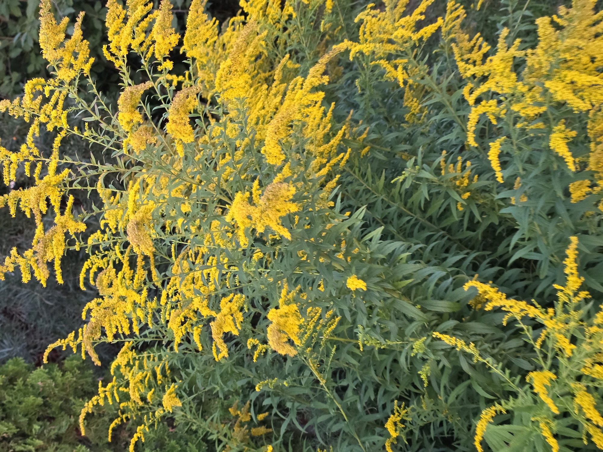 The image shows a dense cluster of goldenrod flowers in bloom, with their bright yellow plumes contrasting against a backdrop of dark green foliage. The flowers are tall and feathery, with many small blossoms clustered together on slender stems. Some of the stems are bending under the weight of the flowers. The background is out of focus, suggesting that the flowers are the primary subject. The overall impression is one of natural abundance and late summer or early autumn color. There are no people or man-made objects visible in the image. The scene is likely a garden, park, or natural area. The location is not specified in the image itself, and there is no information provided to indicate that it is located in Речицы, Russia.