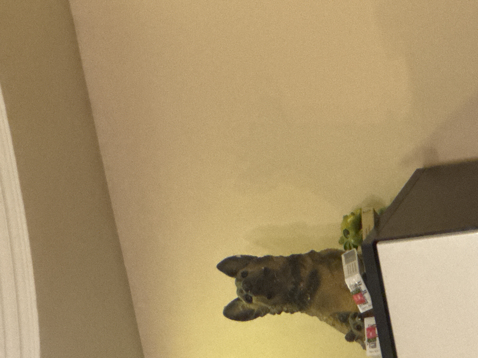 The image shows a taxidermied German Shepherd dog head mounted on a wall. The head is positioned partially obscured by a white and gray refrigerator. The setting appears to be indoors. The background consists of a plain beige or light brown wall and a door jamb. There is nothing to suggest it is in Yerevan, Armenia.