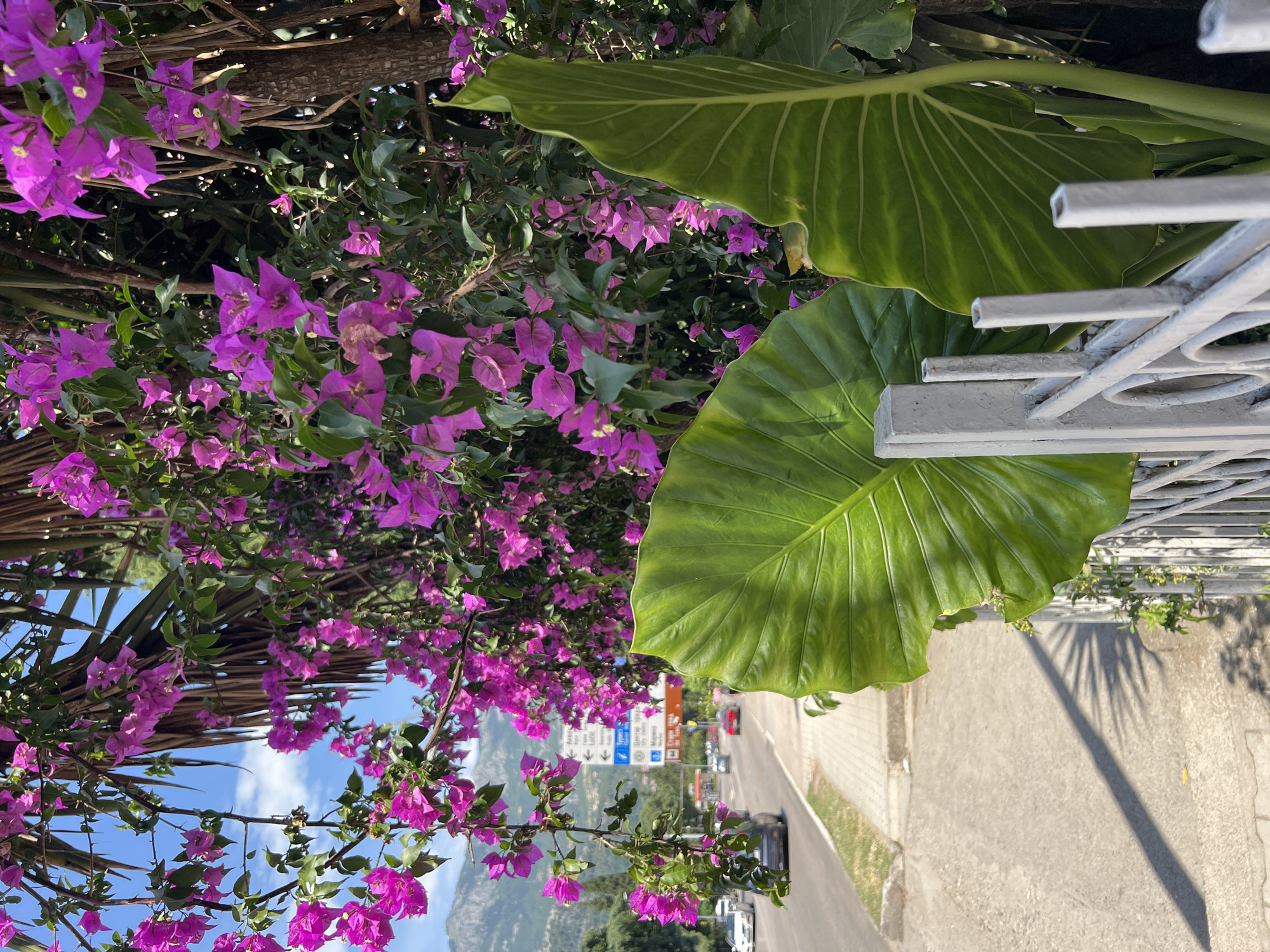 The image captures a vibrant scene in Budva, Montenegro, with a focus on lush vegetation and a glimpse of urban life. In the foreground, large, glossy green leaves dominate the right side of the frame, interspersed with a white metal fence. Behind these leaves, a profusion of bright pink bougainvillea flowers cascades, creating a striking contrast with the verdant foliage.
Beyond the immediate foreground, the scene opens up to reveal a road with a sidewalk. Several cars are visible on the road, indicating moderate traffic. A white sidewalk runs alongside the road, bordered by a strip of grass. In the background, a road signpost stands, displaying directional information. Further in the distance, mountains rise, shrouded in a light haze, under a bright blue sky dotted with white clouds. The overall impression is one of a sunny day, where nature's beauty intertwines with the everyday environment of a coastal town.