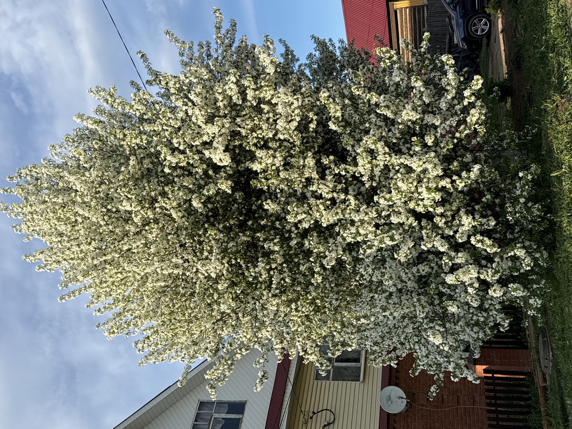 The image shows a large, blossoming tree with white flowers dominating the scene. The tree is situated in front of a house, part of which is visible at the bottom of the frame. The house has a combination of yellow and white siding, a brick foundation, and a satellite dish is attached to the house's exterior. A red roof is also partially visible on the building. In the background, behind the tree, a red roof can be seen on what seems to be another building or structure. The grass and a car are partially visible near the upper right corner. The sky, visible in the upper left, is blue with some clouds. An electrical wire crosses the upper portion of the image. I cannot determine the location is in the city of Votkinsk, Russia.