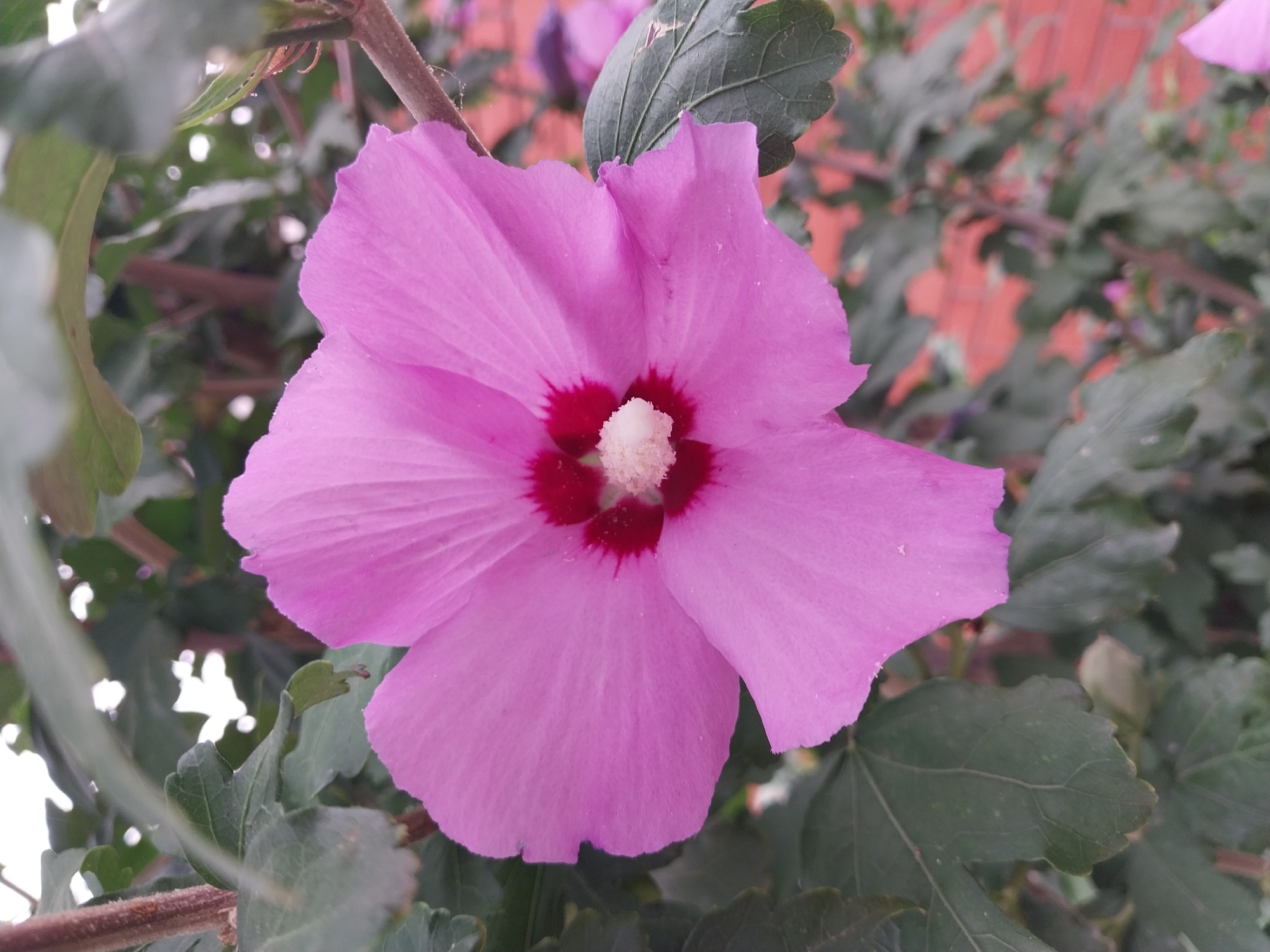 A close-up, eye-level shot captures a single, fully bloomed pink hibiscus flower. The flower, with its delicate, ruffled petals, is the central subject. Its center is a striking contrast of deep red and bright white, with the white stamens dusted with pollen. The flower is surrounded by lush green leaves and branches, some of which are out of focus, creating a shallow depth of field. In the background, a blurred brick wall is visible, suggesting an outdoor urban or suburban setting. The lighting is soft, with hints of natural light filtering through the leaves. There are no people or animals present. The overall impression is one of natural beauty and tranquility.