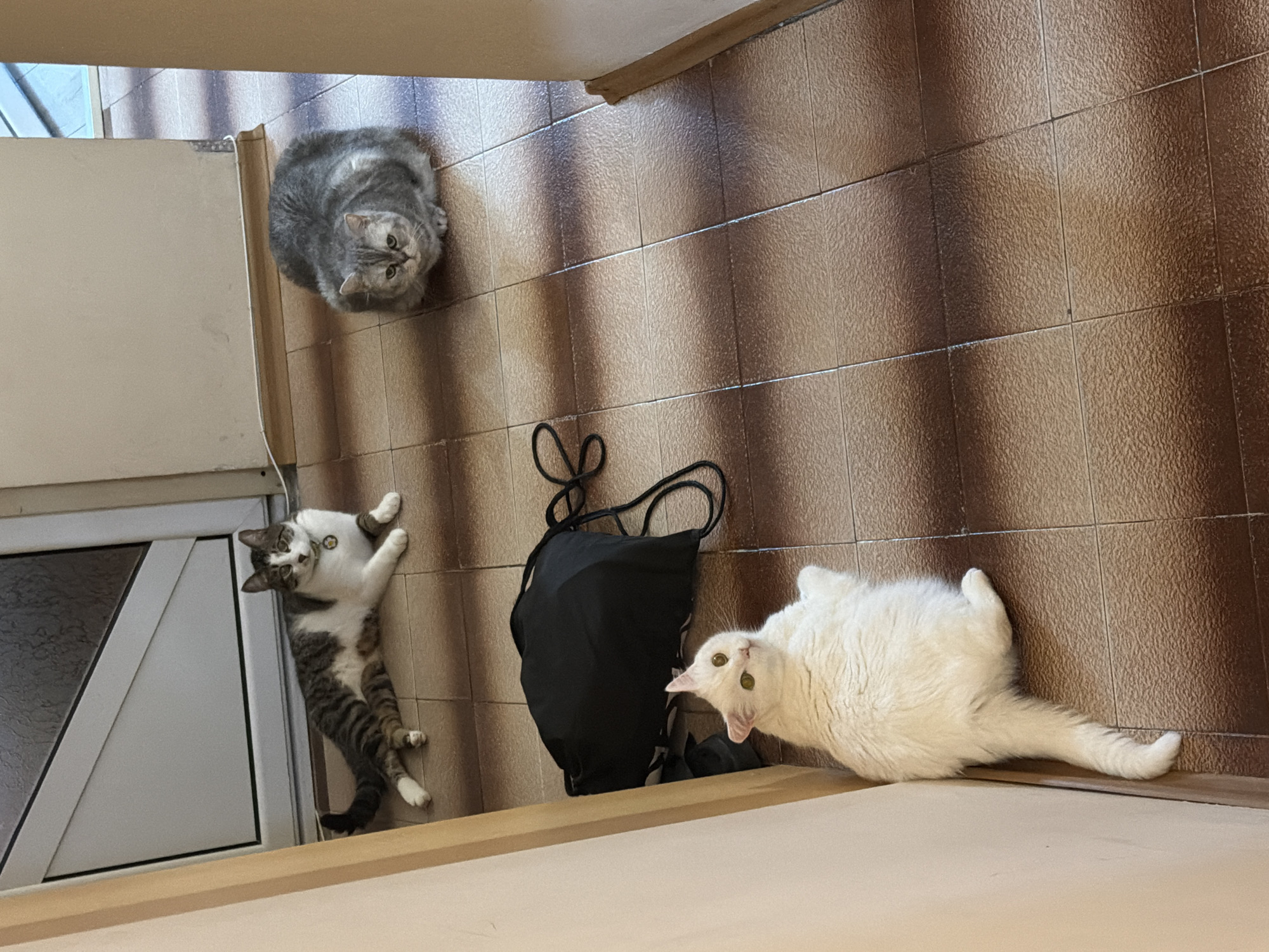 The image depicts three cats in what appears to be an indoor hallway with tiled flooring. The hallway has a light-colored wall on the left and a continuation of the hallway to the right. In the background, a door or large window with a diagonal frame is visible.
One cat, a tabby and white shorthair, is lying down with its body stretched out near the door. It is wearing a yellow collar with a circular tag. A second cat, a fluffy grey shorthair, is sitting with its body tucked in, facing forward. This cat has a round face and green eyes. A third cat, a white longhair, is lying on its side near the left wall, looking up towards the camera. This cat has bright yellow-green eyes.
A black duffel bag with straps is placed on the floor between the white cat and the tabby cat. The floor is covered with square, brown tiles with a textured surface. The lighting suggests an indoor environment, possibly a residential or commercial building. The overall scene is static, with the cats in resting or alert positions. There is no indication of the specific location within Burgas, Bulgaria, or any identifying features of the city.