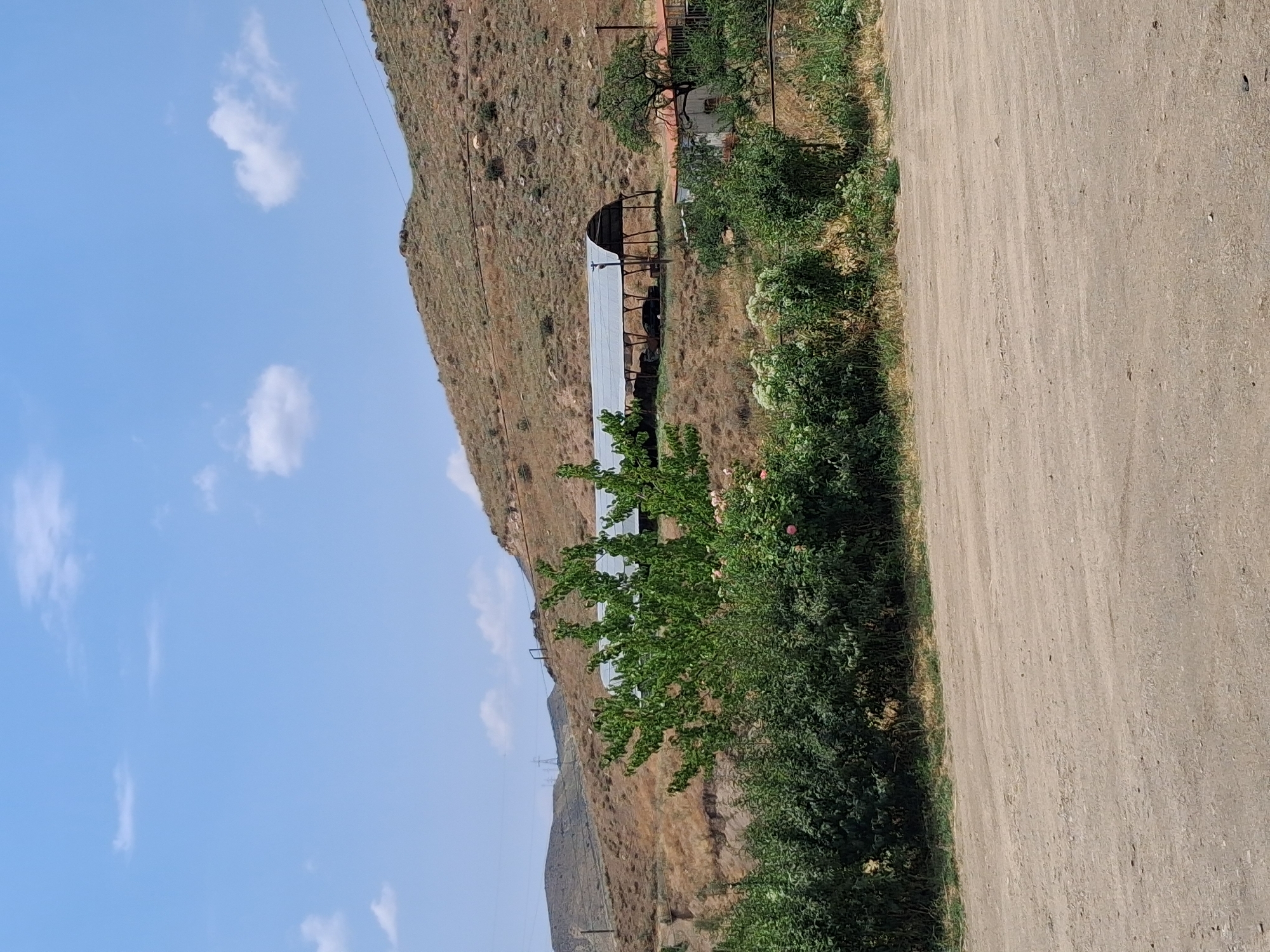 An outdoor, medium shot captures a dusty, unpaved road in the foreground. Beyond the road, a dense, green hedge runs horizontally across the middle ground, interspersed with touches of pink from blooming flowers. Behind the hedge, a series of rolling, dry hills dominate the background. A long, covered structure with a silver, arched roof supported by wooden posts is visible nestled on the lower slope of the hills. A dark-colored car is parked inside the structure. A single, mature tree with green foliage stands to the right of the structure. The sky above is a clear blue, with a few scattered white clouds. The overall scene appears to be in Yeghegnadzor, Armenia, with a rustic, rural feel.