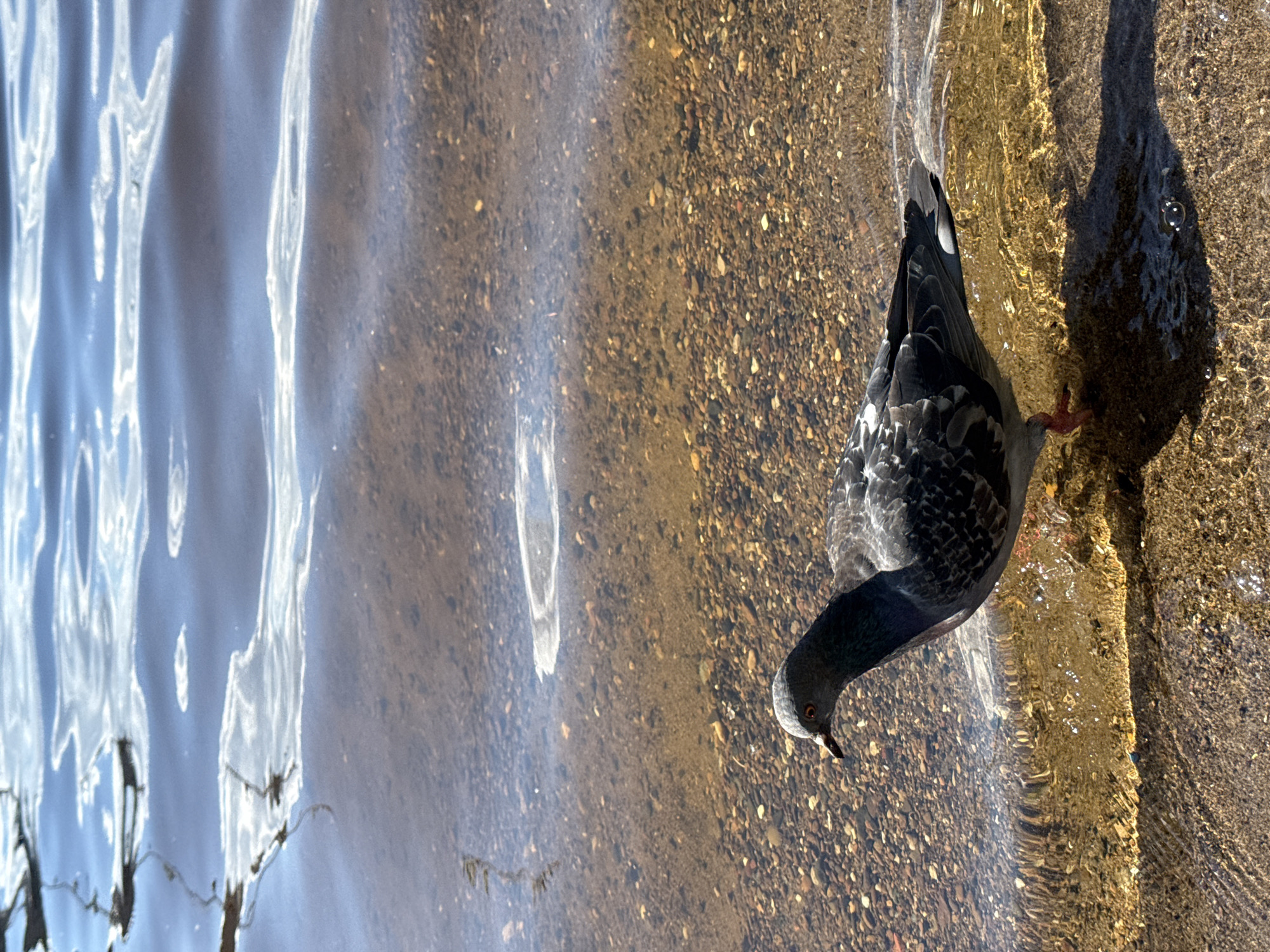 The image shows a pigeon standing in shallow water along a shoreline. The water is clear enough to see small pebbles on the bottom. The left side of the image displays water reflections, indicating depth beyond the immediate shoreline. The pigeon is gray and black, with its head lowered, possibly drinking or foraging. The bird casts a shadow on the sandy or pebbly shore. The location is Chaikovsky, Russia.