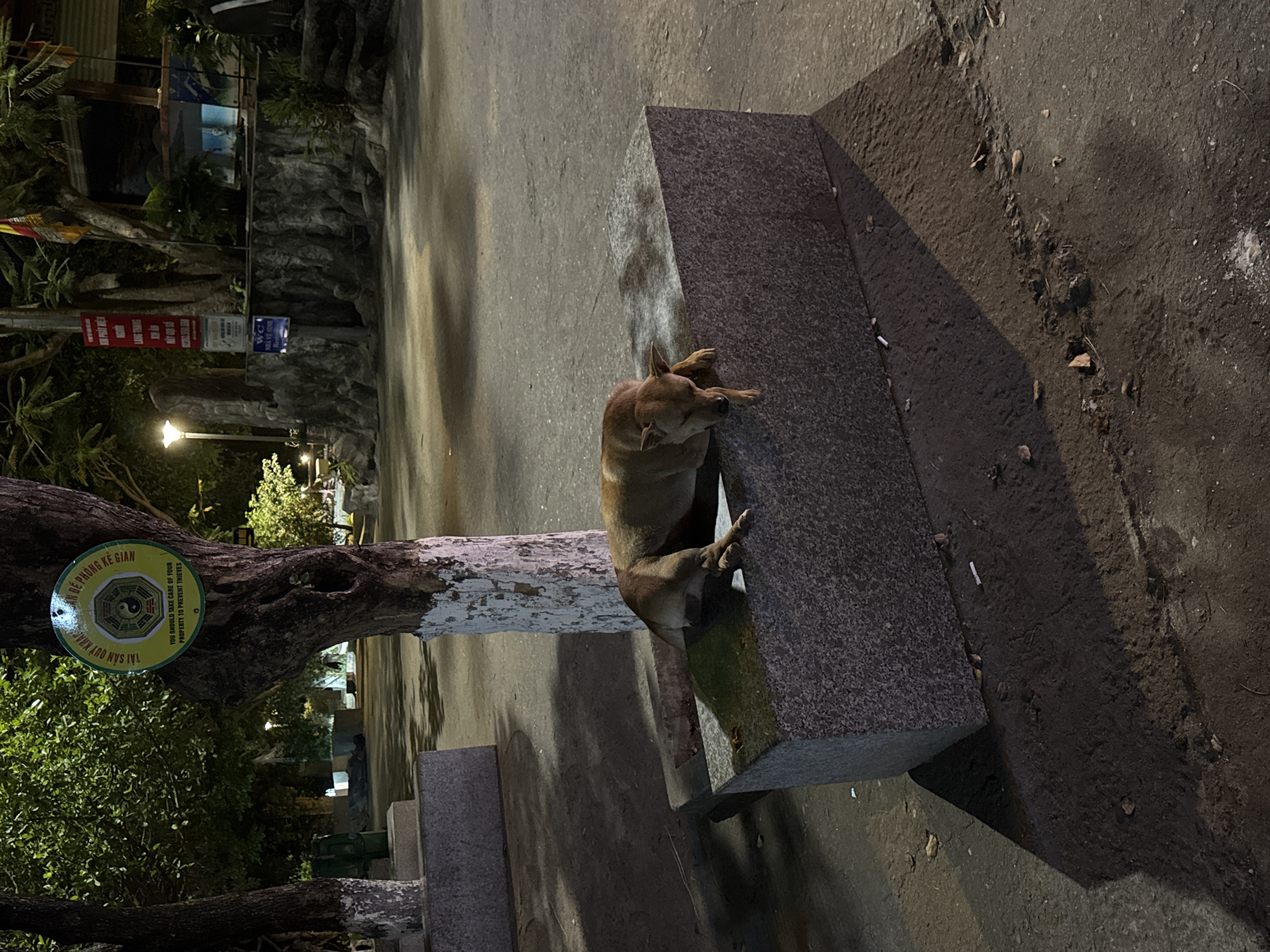 In the city of Đà Nẵng, Vietnam, a brown dog sleeps soundly on a large, rectangular stone bench at night. The dog is lying on its side, with its head resting on its paws and its eyes closed. Its fur is a warm brown color, and it appears to be a medium-sized breed. The stone bench is made of rough, grey granite and is positioned in an outdoor public space. The ground around the bench is paved and appears to be a walkway or plaza. In the background, trees are visible, some with their trunks painted with white and red stripes. A street lamp casts a pool of light on the ground, creating a strong shadow from the bench and the dog. There are several discarded cigarette butts on the ground near the bench. Signs are attached to a tree in the background. The overall impression is a peaceful, albeit slightly littered, urban scene at night.