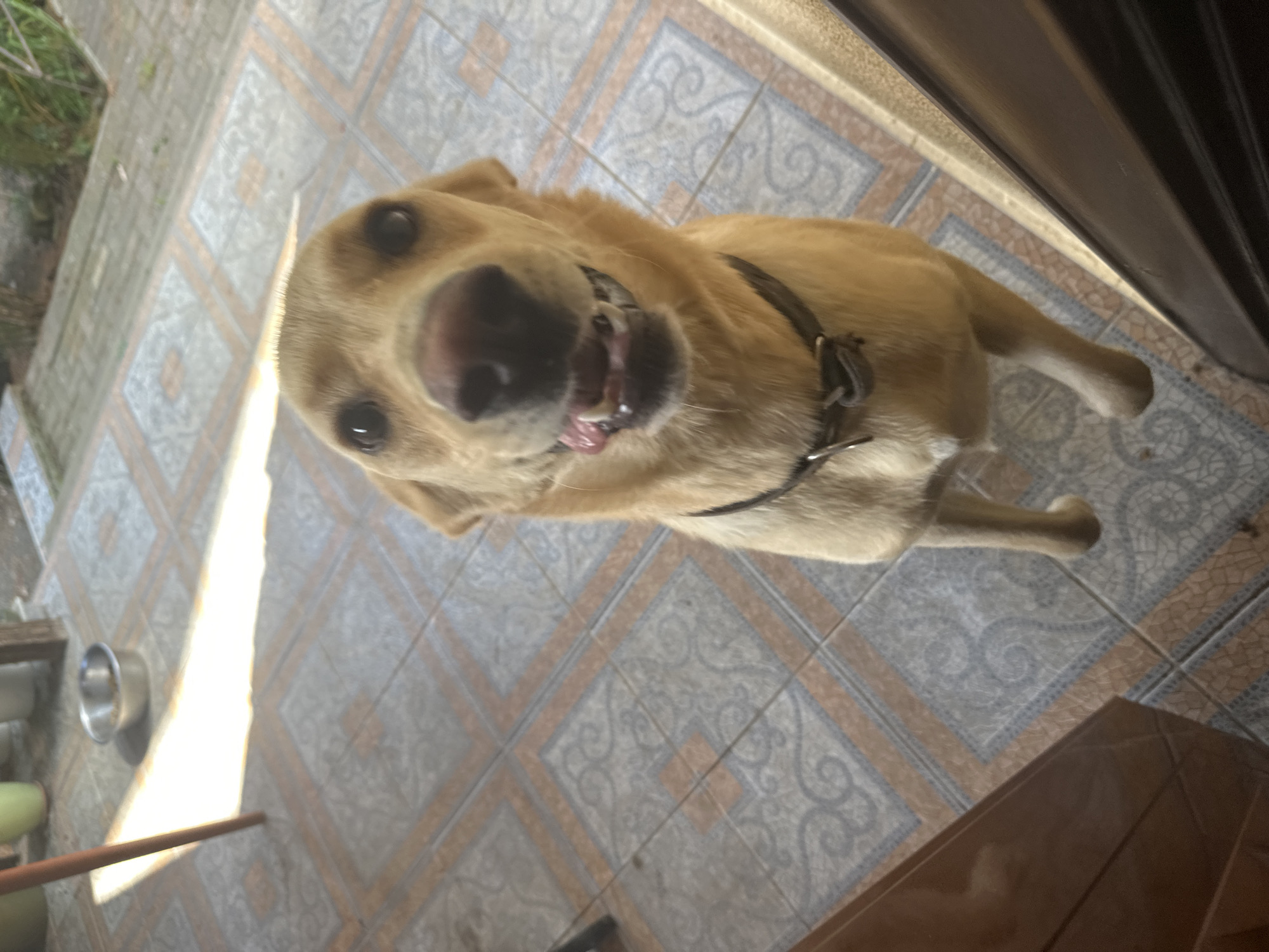 A light-colored dog, possibly a Labrador Retriever, is facing the camera with its mouth open, panting. It is wearing a dark collar. The dog is standing on a tiled patio. Sunlight casts a long shadow across the tiles, originating from a vertical brown pole on the left side of the frame. In the background, out of focus, are some green and white planters. To the right of the dog, a portion of a dark, possibly wooden, doorway or frame is visible. The overall scene suggests an outdoor residential setting. The location in Sochi, Russia is not ascertainable from the image.