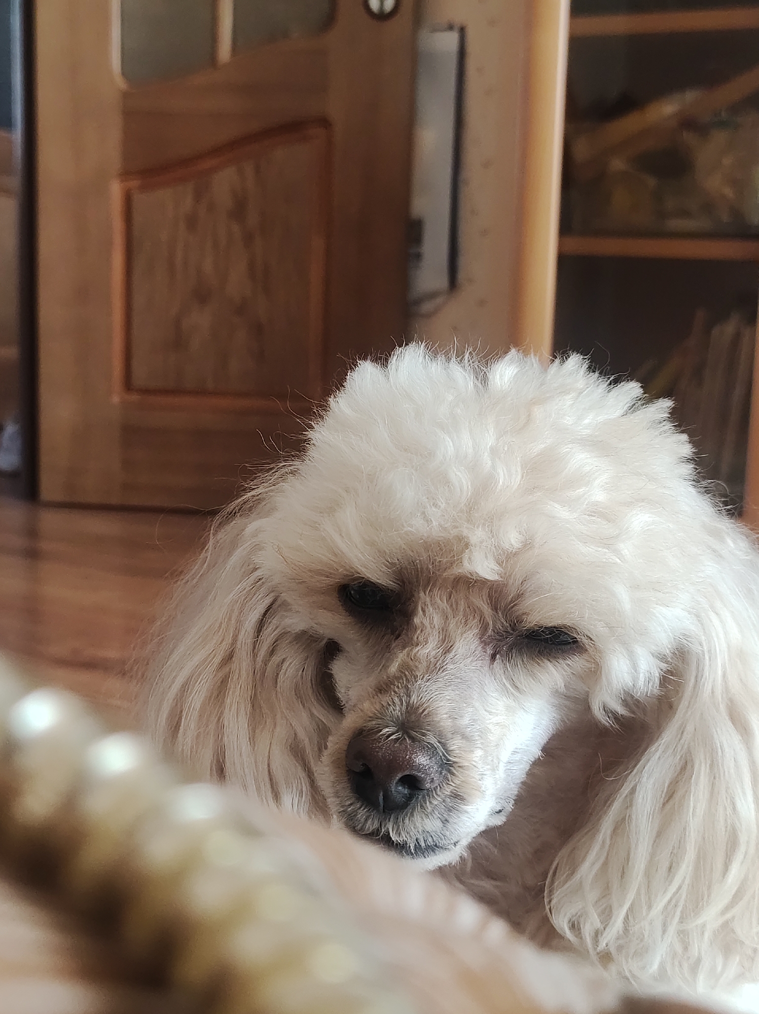 A close-up indoor shot depicts a light-colored poodle with curly, fluffy fur. The dog appears sleepy or contemplative, with its eyes partially closed. The background features a wooden door on the left and a partially visible wooden cabinet with shelves on the right. The setting is unspecified, and there is no information to determine a location in Chaikovsky, Russia.