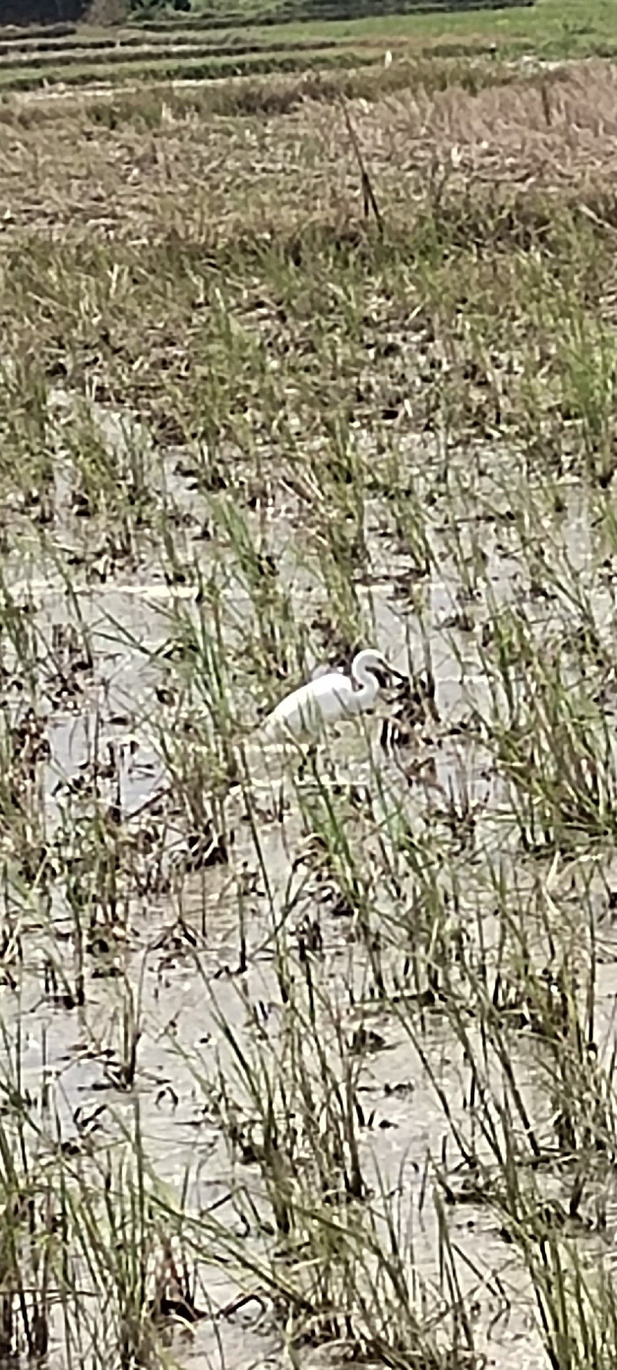 A white egret stands in a flooded rice paddy field. The bird is facing left, with its head bent down as if foraging. The field is covered with shallow water and tall green reeds. In the background, a dry, harvested rice field can be seen, with rows of stubble. The sky is not visible in the frame.