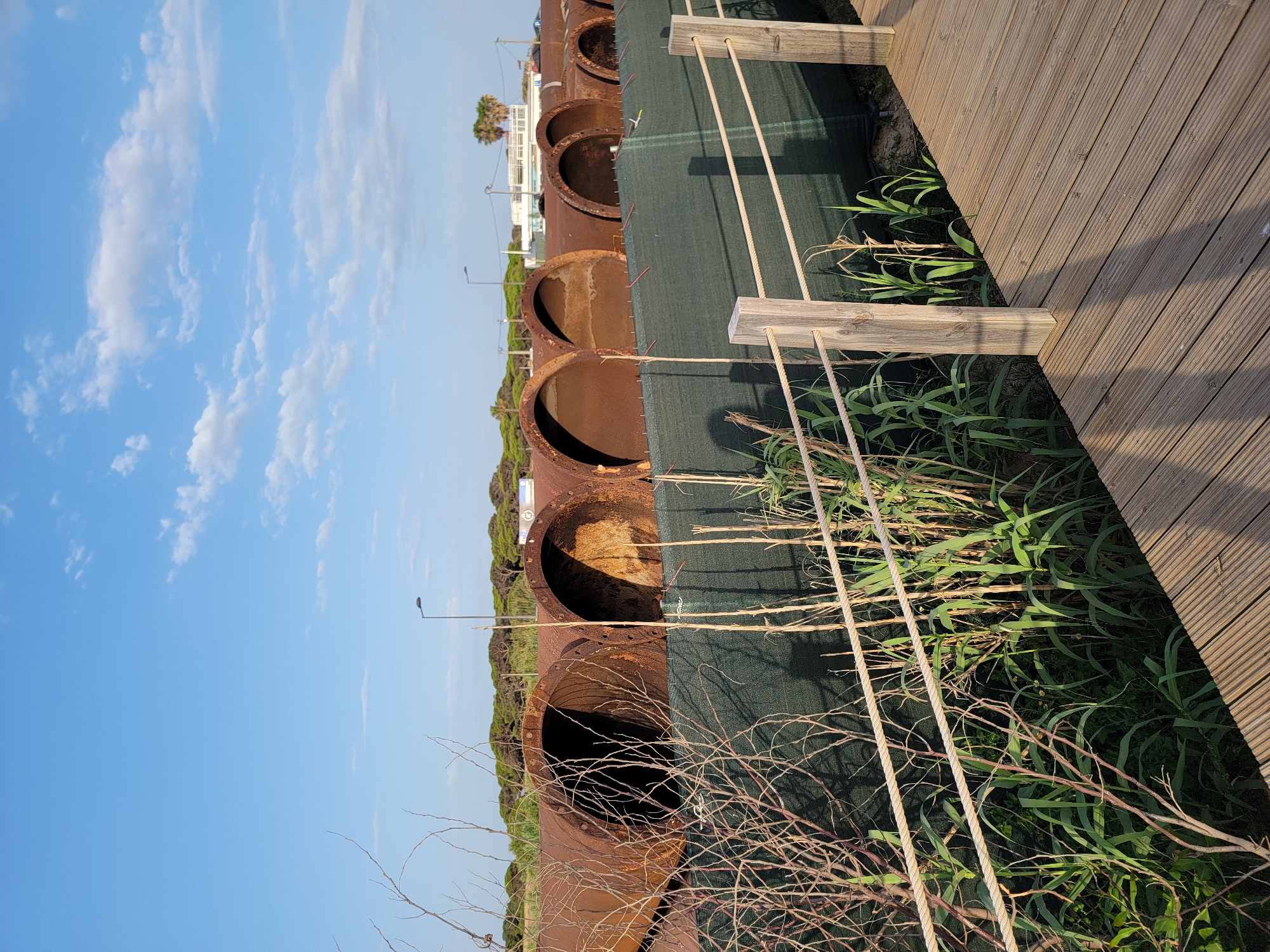 A wooden boardwalk runs diagonally from the lower right to the upper left of the frame, leading the viewer's eye toward a line of large, rusty, metal pipes. The pipes, appearing to be industrial remnants or construction materials, are lined up horizontally behind a green mesh fence. Tall green reeds and dry, thorny branches grow in front of the fence, partially obscuring the pipes. The scene is set against a clear blue sky with scattered white clouds. In the background, beyond a line of trees, there are some buildings and streetlights, suggesting an urban or semi-urban environment. The overall impression is one of an outdoor scene, likely near a coastal area, given the presence of vegetation and the open sky. This scene is located in Quarteira, Portugal.