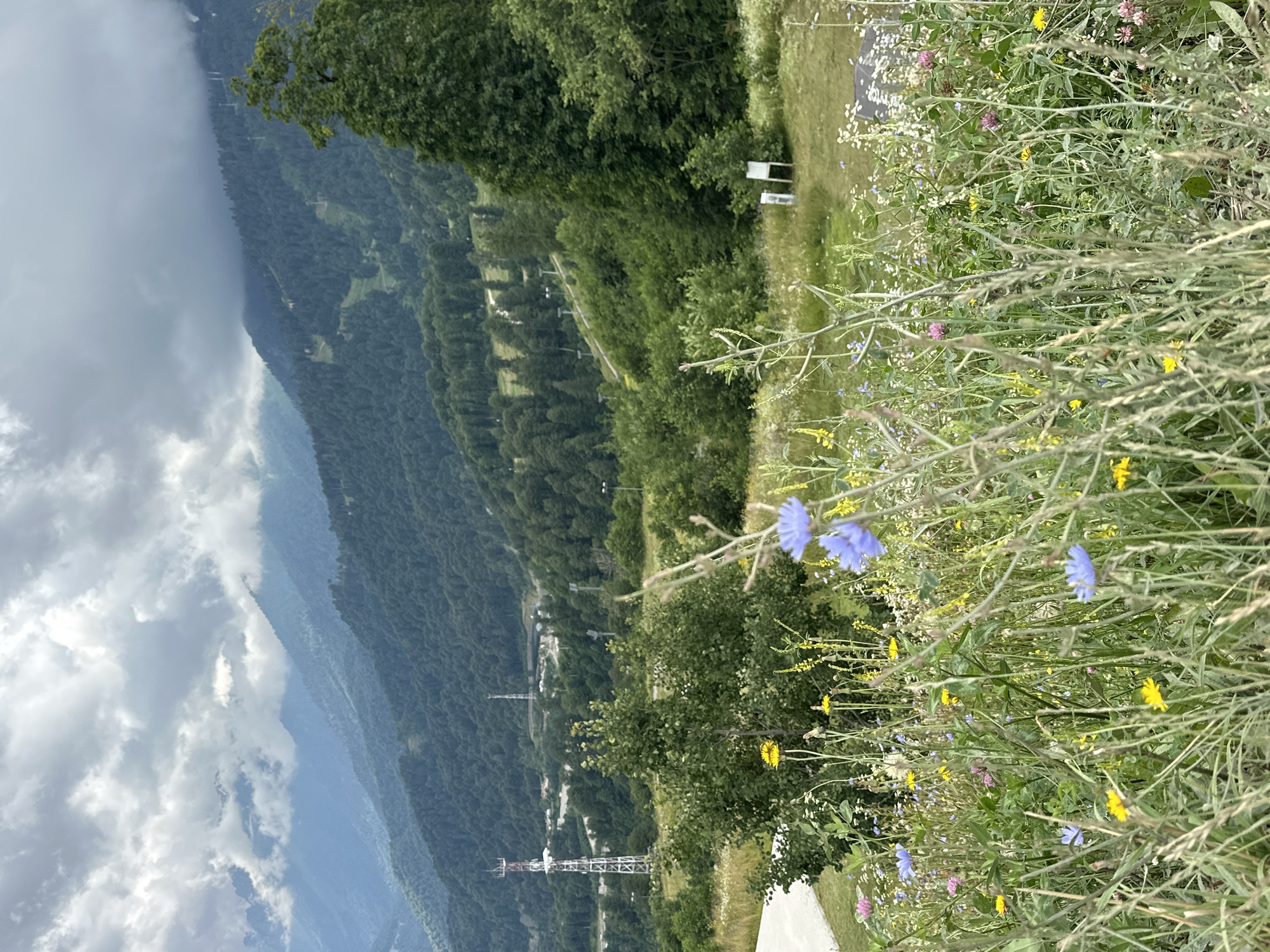 The image depicts a mountainous landscape in Estosadok, Russia, with a focus on lush vegetation and natural scenery. In the foreground, a field of wildflowers, including blue chicory and yellow dandelions, is visible, with tall grasses swaying. Beyond the wildflowers, a green hill slopes upward, dotted with trees and intermittent clearings that suggest ski slopes or hiking trails. Several ski lifts or gondolas are visible on the mountainside, indicating a resort area. In the mid-ground, a tall white telecommunications tower stands prominently on the left, with another smaller tower visible further in the distance. Trees and dense forest cover dominate the slopes of the mountains that recede into the background. The sky is overcast with heavy, dark clouds, casting a diffused light over the scene. The overall impression is one of a tranquil, natural environment, likely a popular tourist destination for outdoor activities, particularly during the summer months when wildflowers are in bloom. There are no people or animals visible in the image.