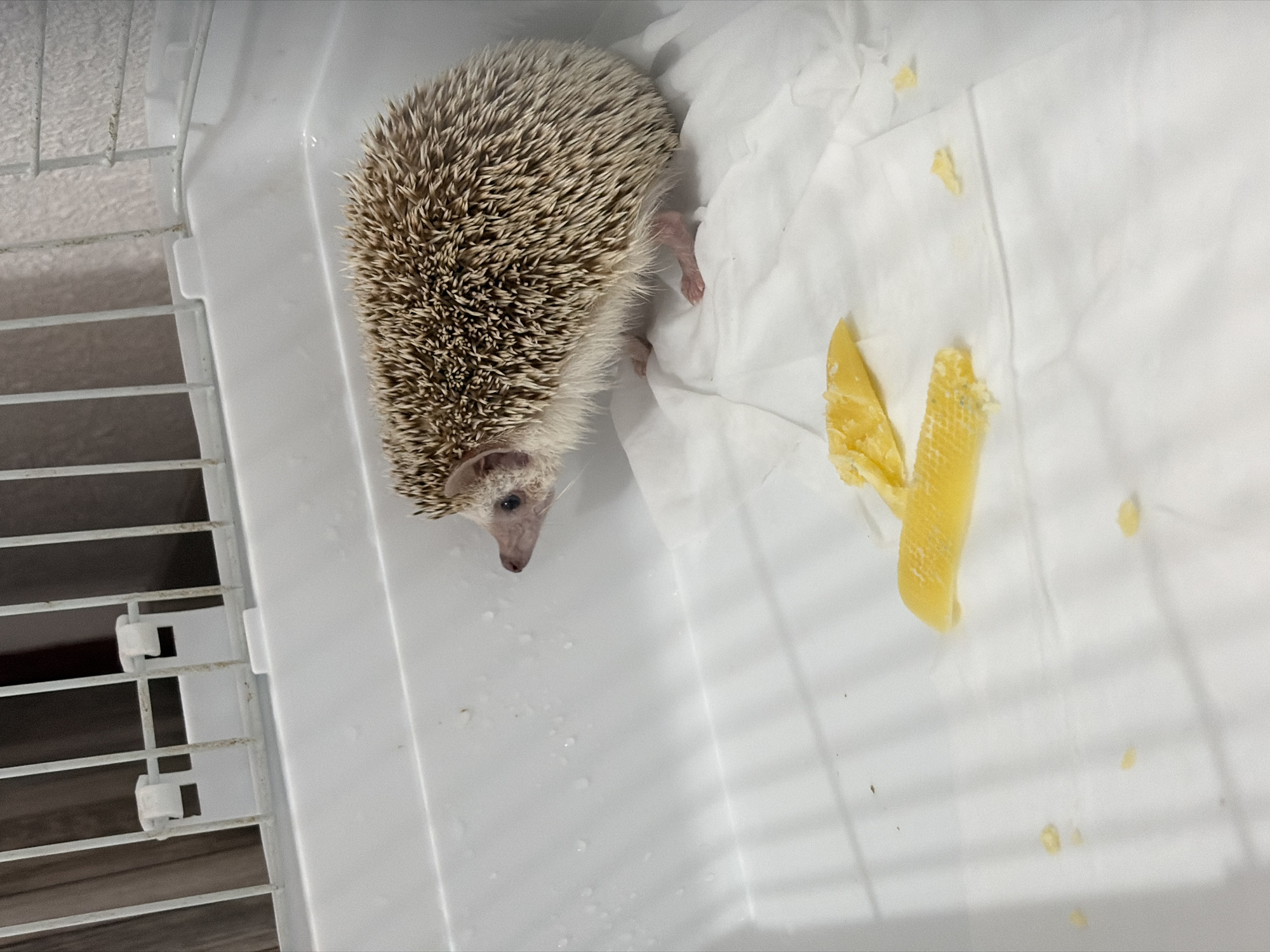 A hedgehog is in a white plastic cage. The cage has a wire top and clear plastic sides. The floor of the cage is covered with white paper. There are yellow pieces of food on the paper. The hedgehog is facing to the left and is looking at the food. The hedgehog's body is covered in brown and white quills. The hedgehog's legs are small and pink. The cage is clean.